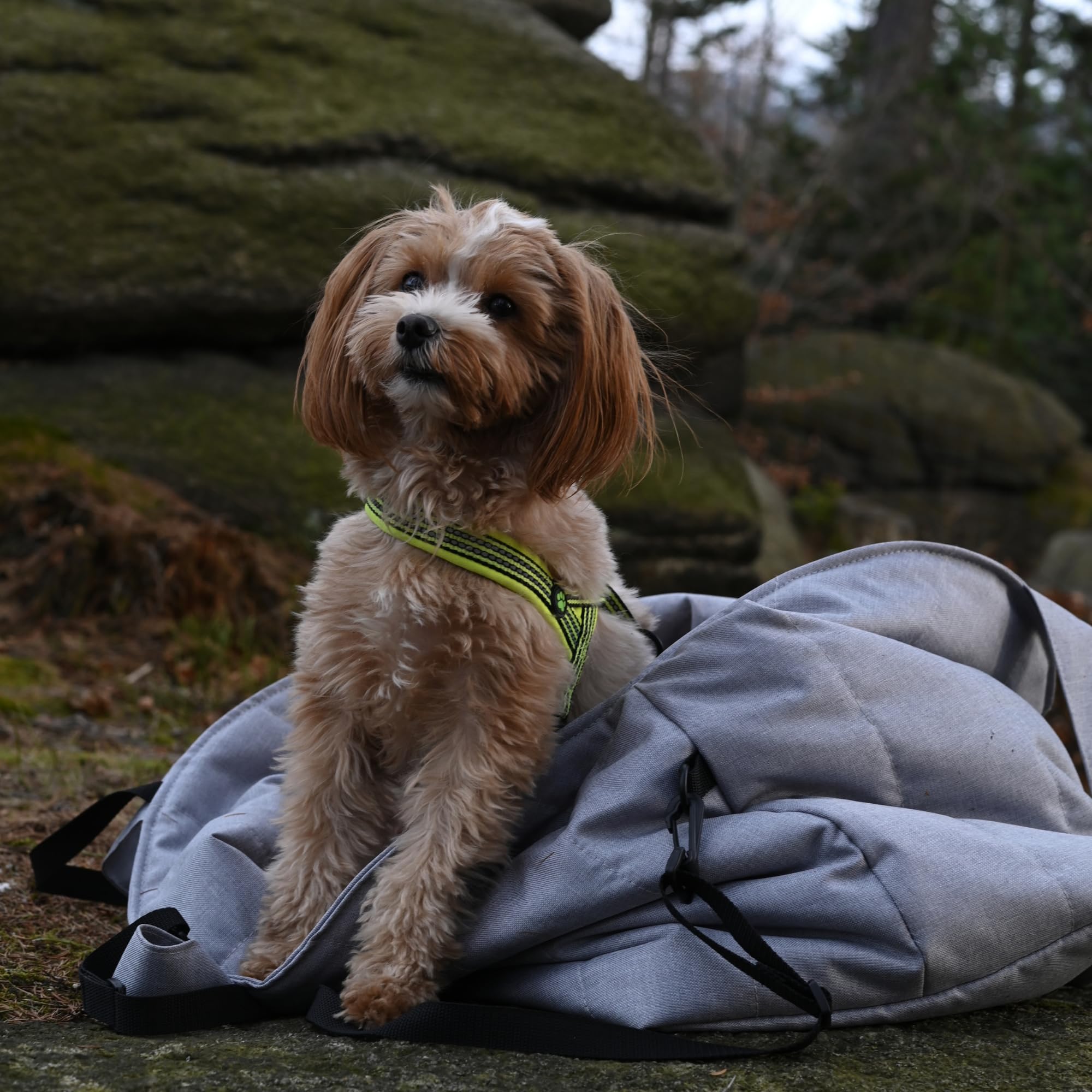 3in1 Hundetasche & Transportbox – Autositz, Reisebett & Tragetasche für kleine Hunde & Katzen – Handgefertigt in der EU – Waschbar mit Kissen (Grau)
