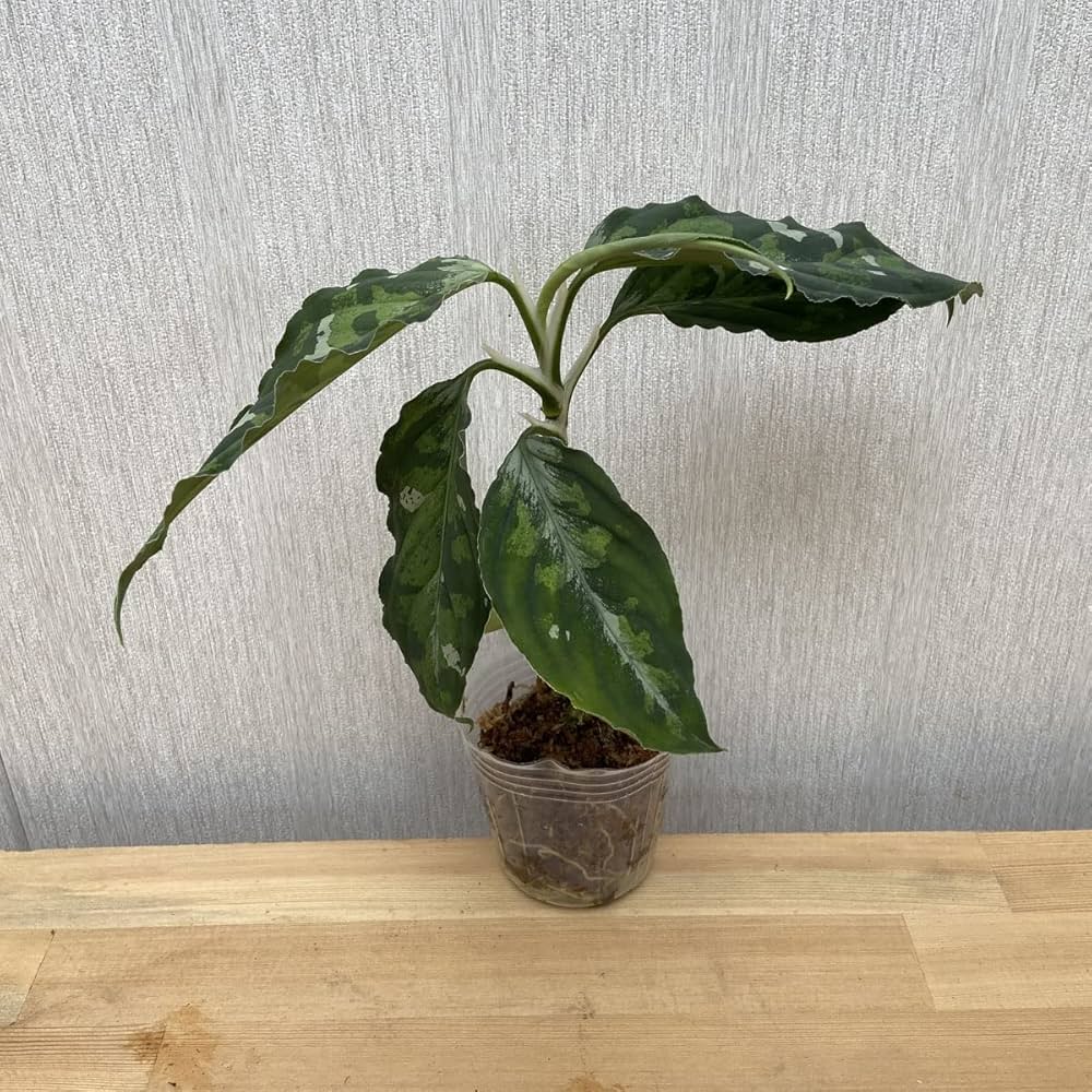 アグラオネマ　ピクタム　KUNZO便　大 Yahoo!オークション - アグラオネマ ピクタム エウレカ AZ便