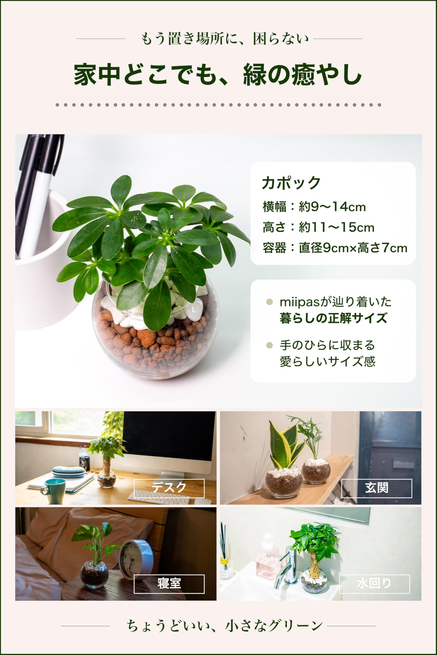 miipas カポック (シェフレラ) 観葉植物 ミニ ハイドロカルチャー