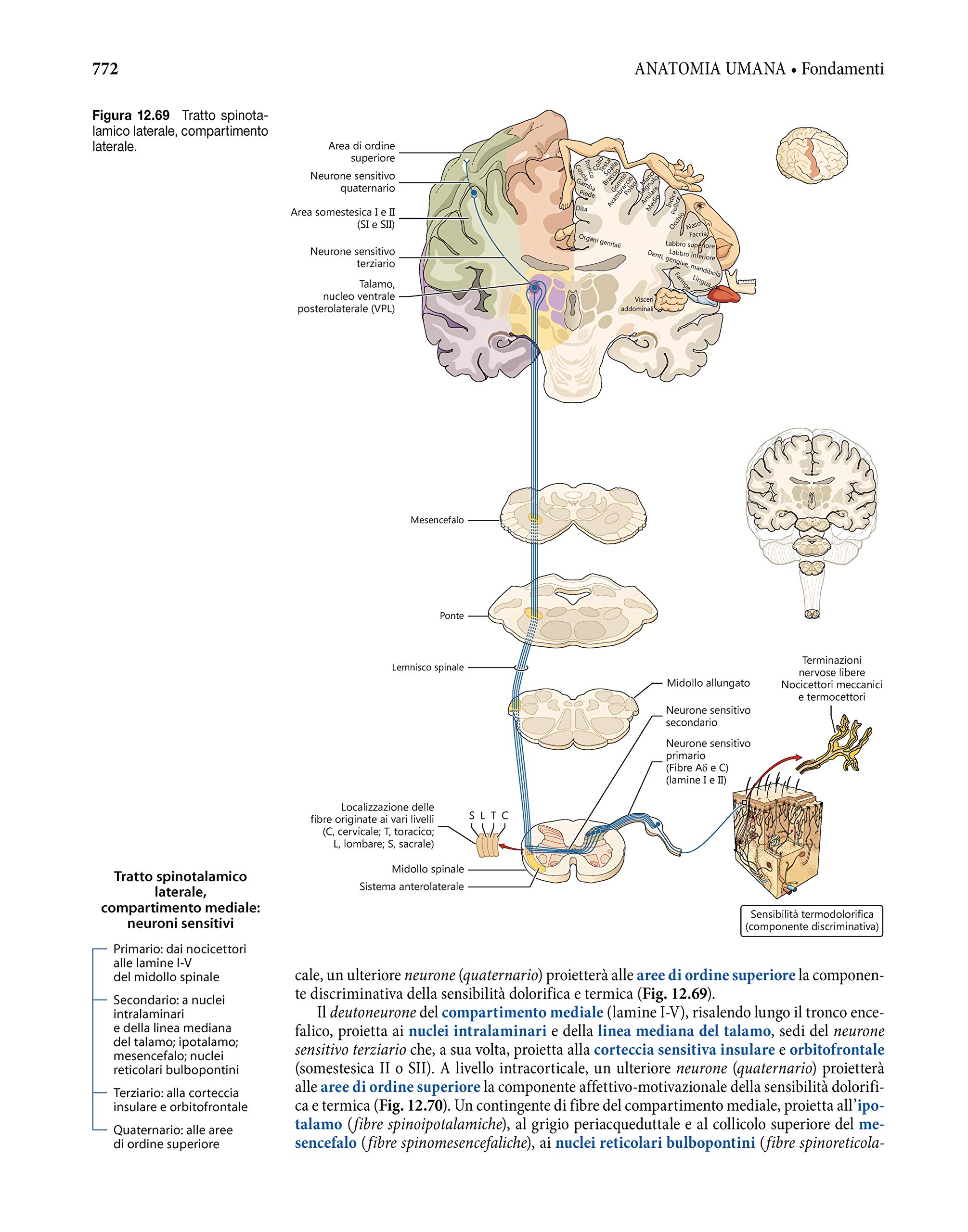 Anatomia umana. Fondamenti. Con istituzioni di istologia. Con e-book. Con espansione online