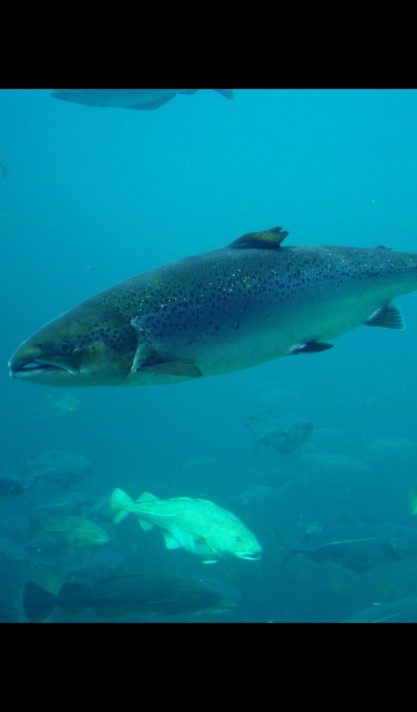 Salmon Wallpaper – HD Wallpapers of Salmon! - App on Amazon Appstore