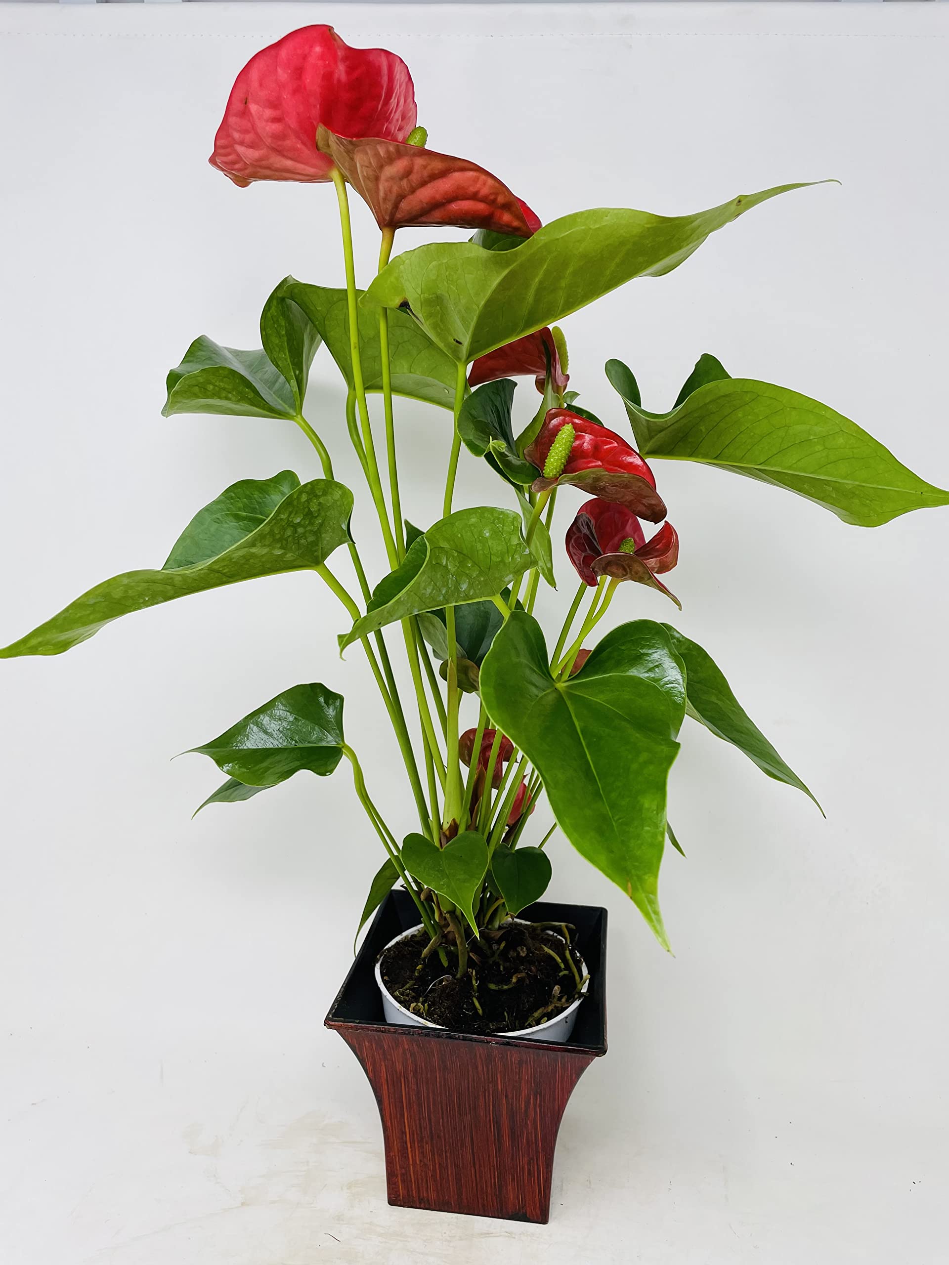 baby monstera plant 4" Monstera Deliciosa Mint  Copperline Plant Co