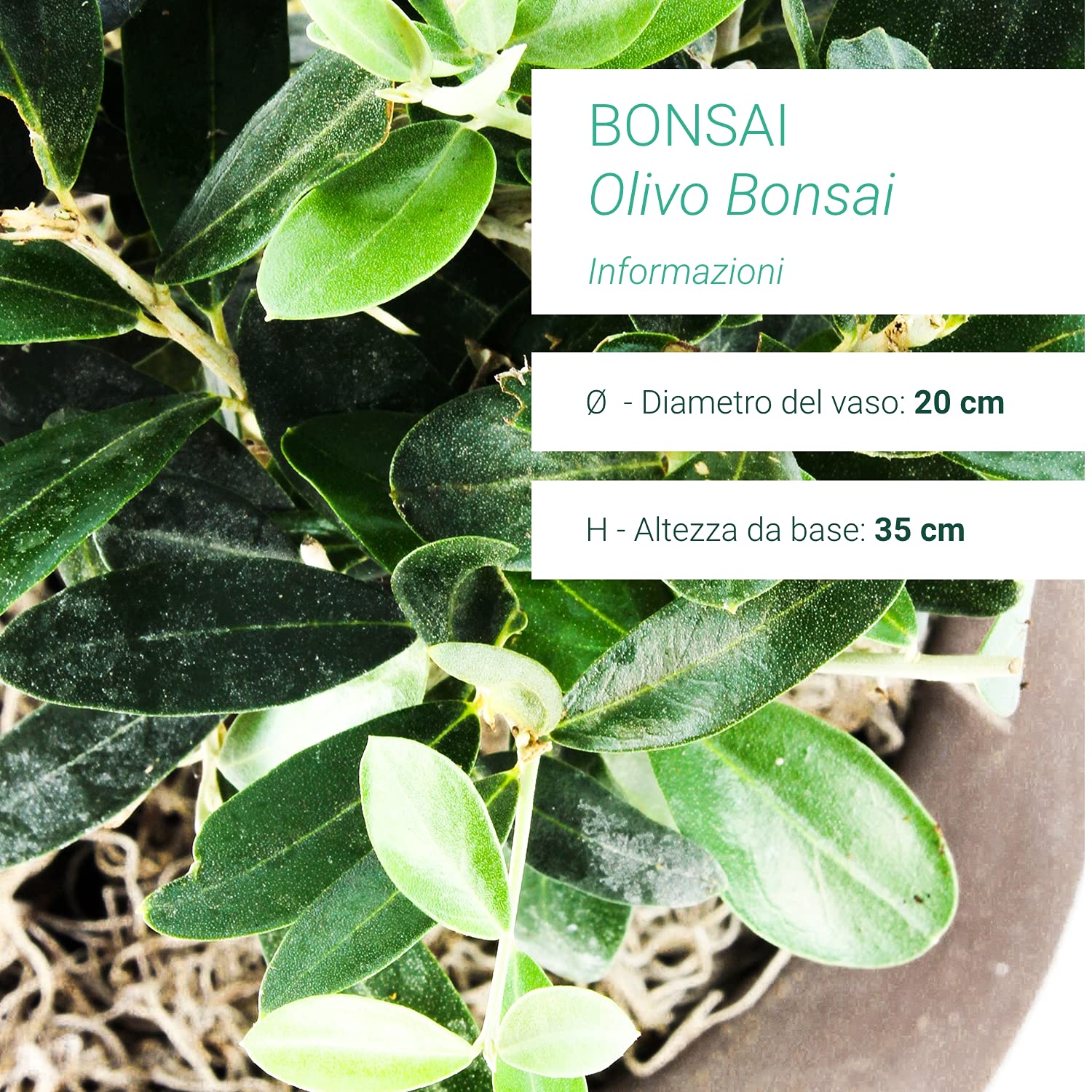 Olivo Bonsai Altezza 35 cm, Pianta Vera, Pianta da Interno ed Esterno - Vaso Artigianale di Terracotta - Bianco