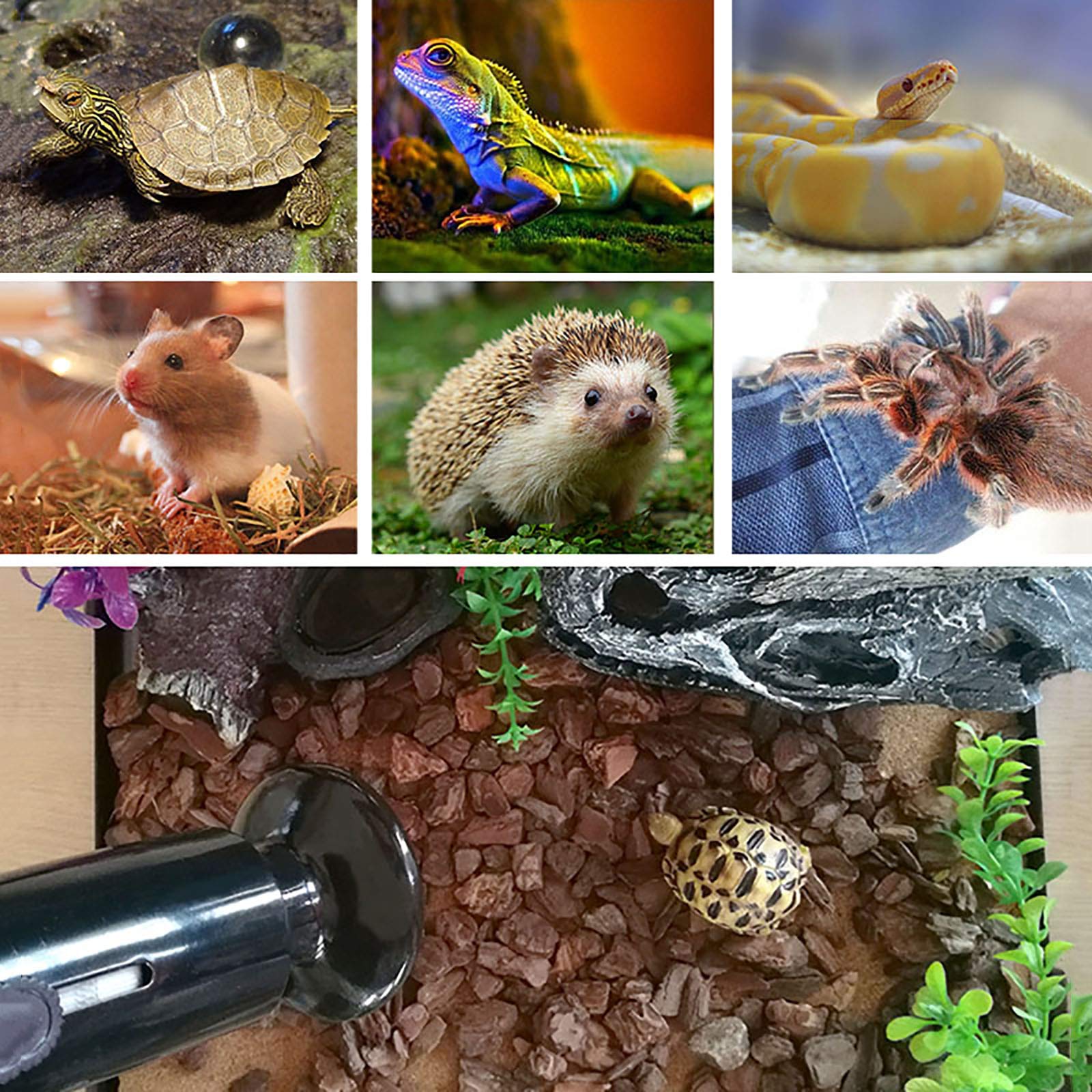 6 Żarówka grzewcza dla gadów, jaszczurki Terrarium Lampa ciepła Emiter ceramiczny Światło dzienne Basking Oświetlenie punktowe dla jaszczurek Żółw Wąż Kurczak Zwierzęta domowe,75W