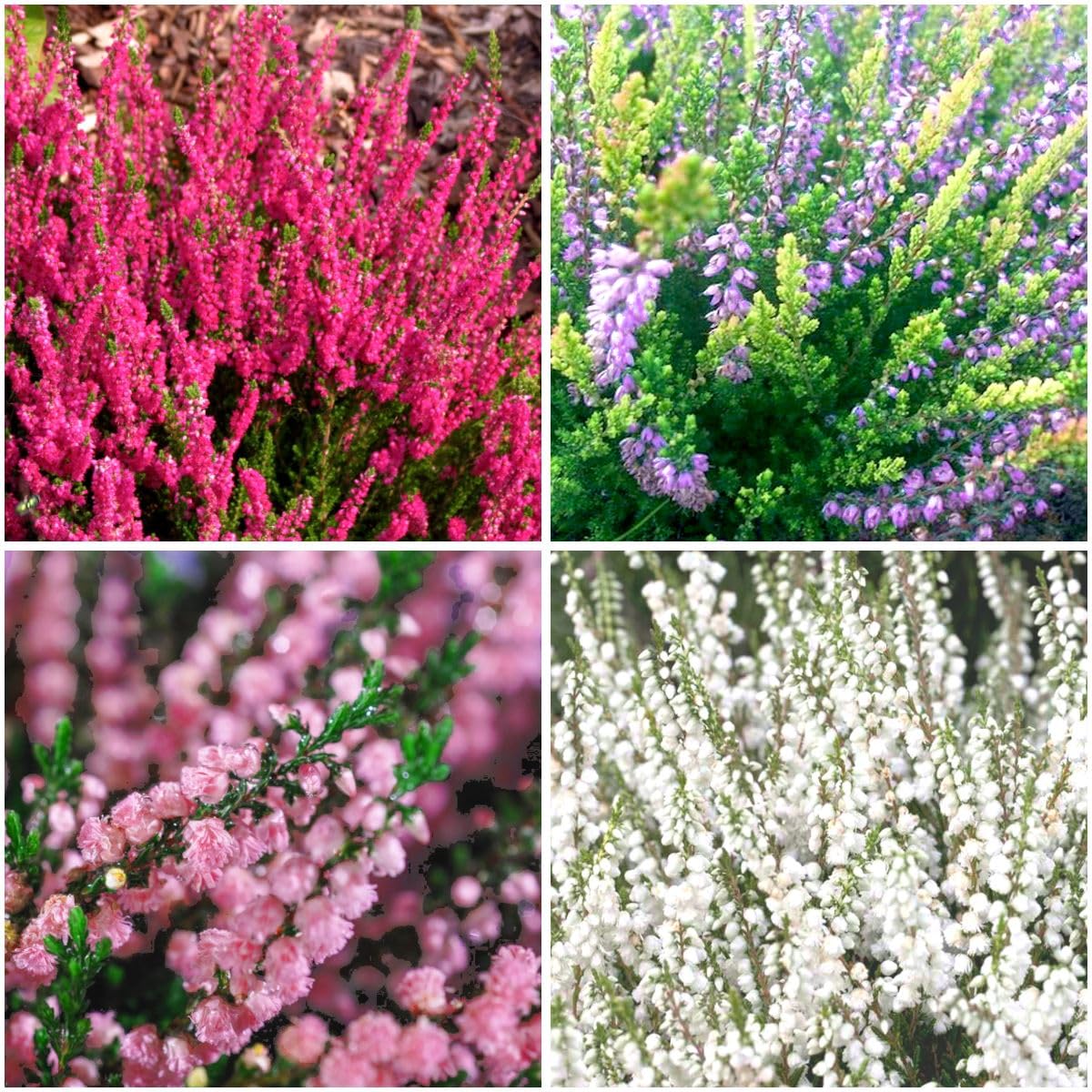 GrowOn Shrubs [x4] Scottish Heather Calluna Collection | Variety-Pack | Evergreen Shrubs | Outdoor Garden Ready Plants | Summer and Autumn Flowering | Red, Pink, Purple, White Flowers