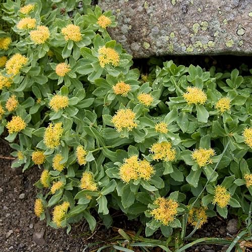 Roseroot (Rhodiola rosea) - Cultiva ahora o almacena para futuras plantaciones - Cápsula de 10 semillas