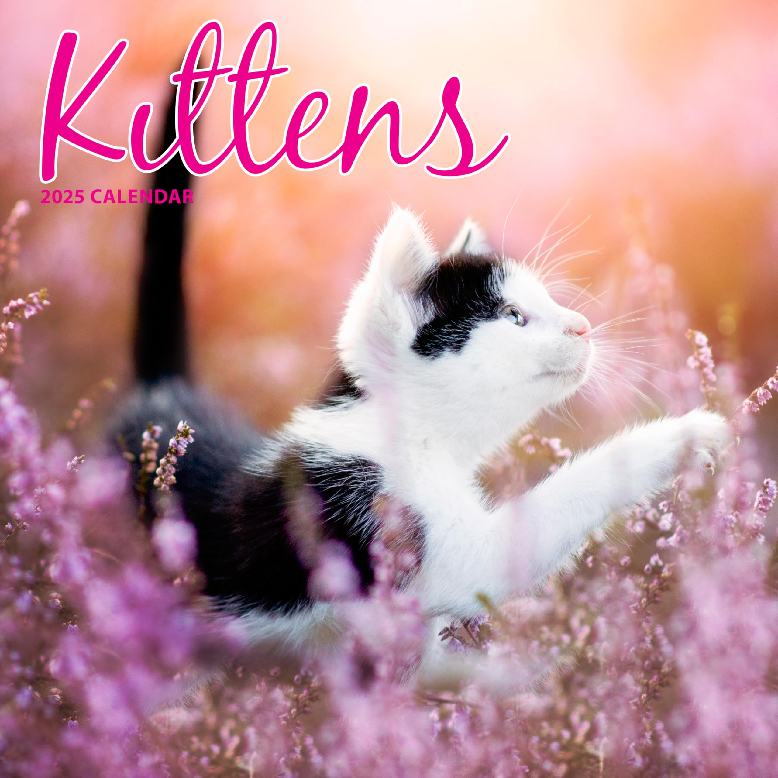 Kitten 2025 Traditional Calendar