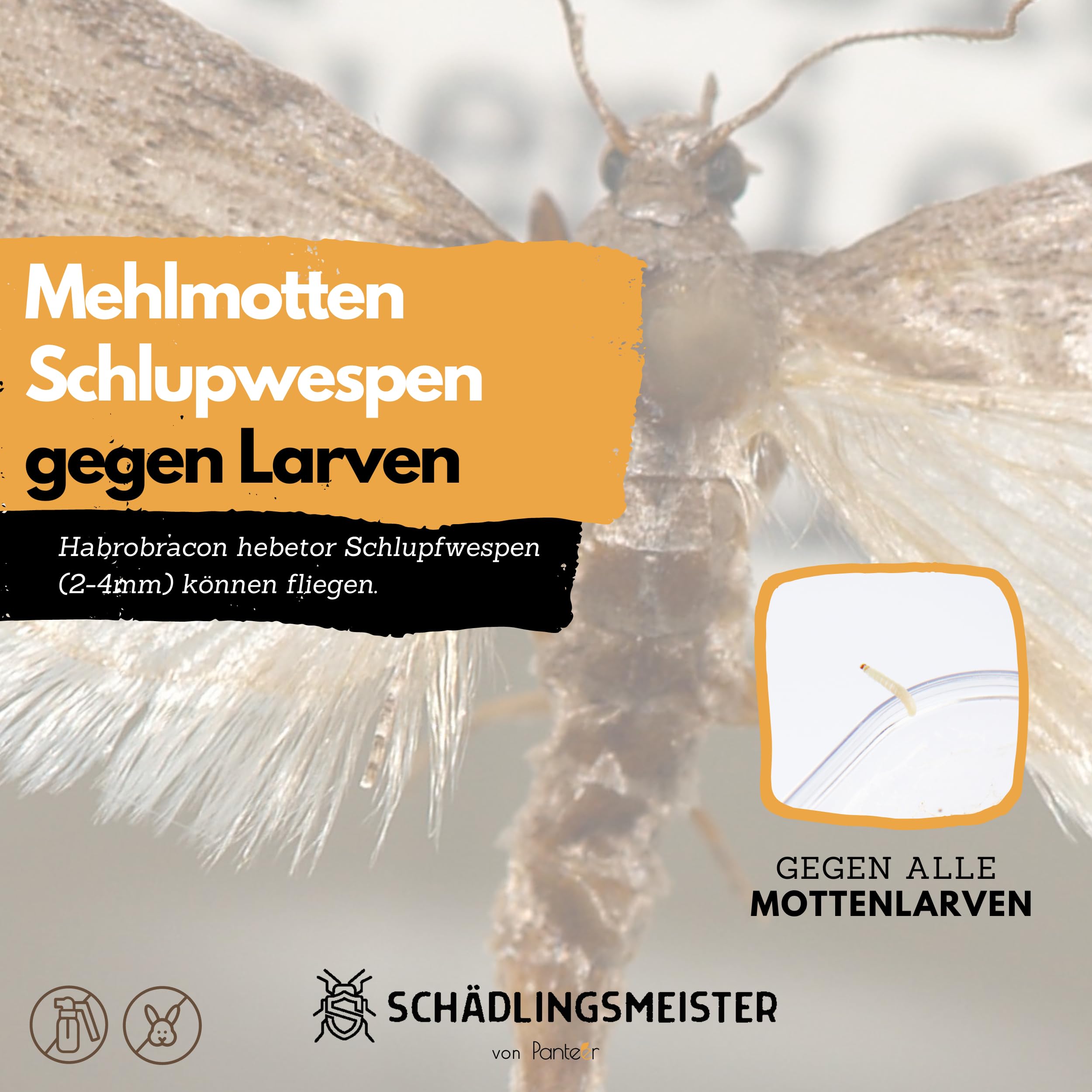 SCHÄDLINGSMEISTER Mehlmottenschlupfwespen gegen Mottenlarven - 30 Nützlinge - Motten bekämpfen - Schlupfwespen - Habrobracon hebetor - Made IN Germany (6 Einheiten)