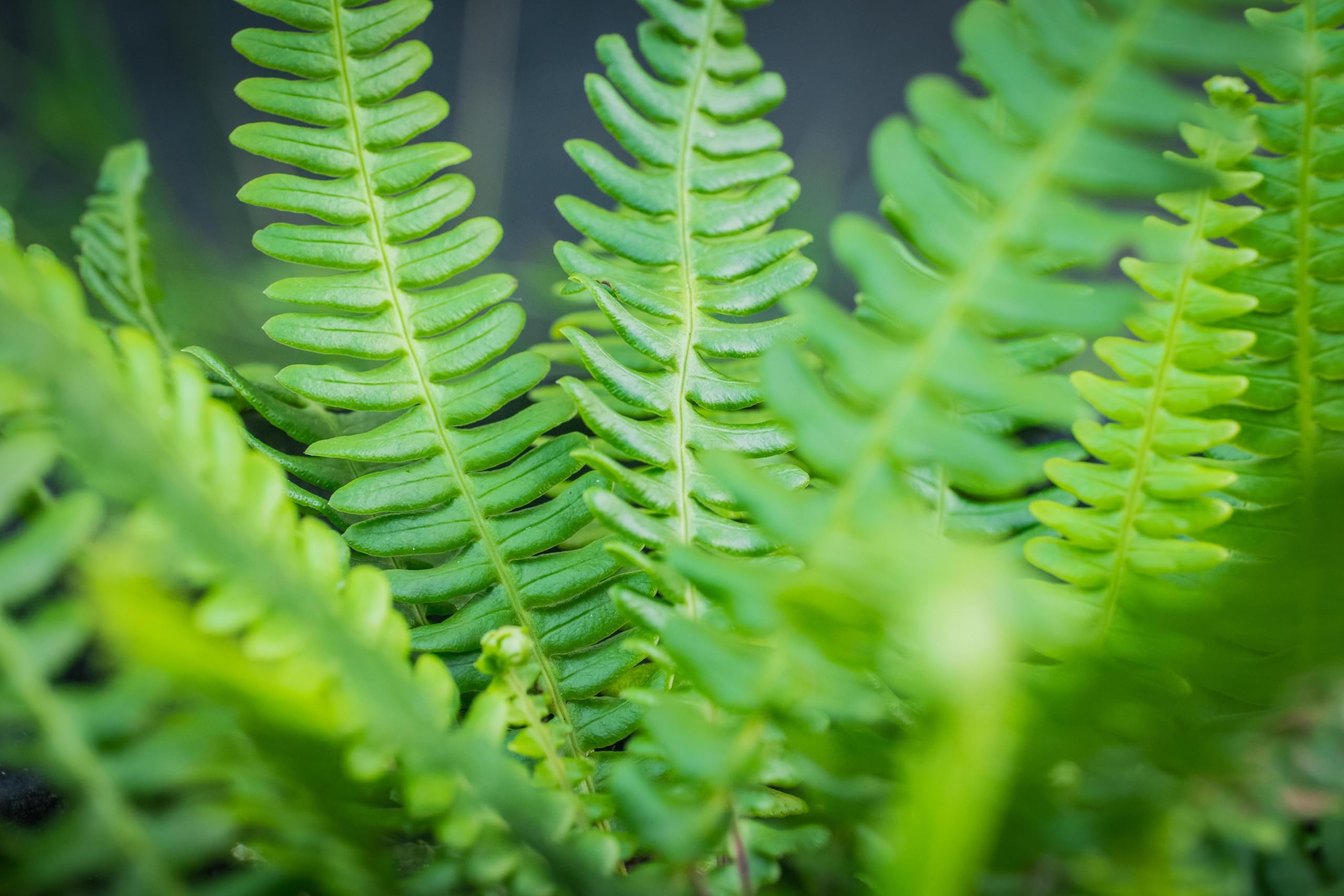Stauden Gänge 1 x Blechnum spicant im 1 Liter Topf (Farn/Winterhart/Mehrjährig/Staude/Stauden/Immergrün) Rippenfarn - Immergrün und pflegeleicht für schattige Gärten