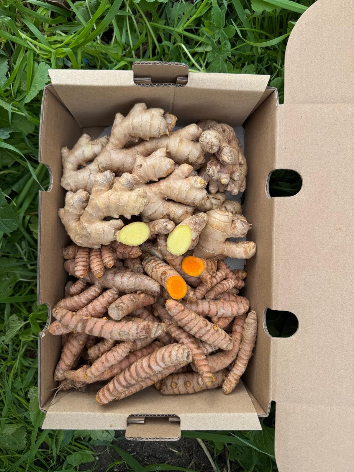 Cúrcuma Fresca + Jengibre Fresco (500 gr + 500 gr) | Raíces Naturales de Producción Local en Málaga | Cultivo Local | Ideal para Infusiones, Cocina y Zumos