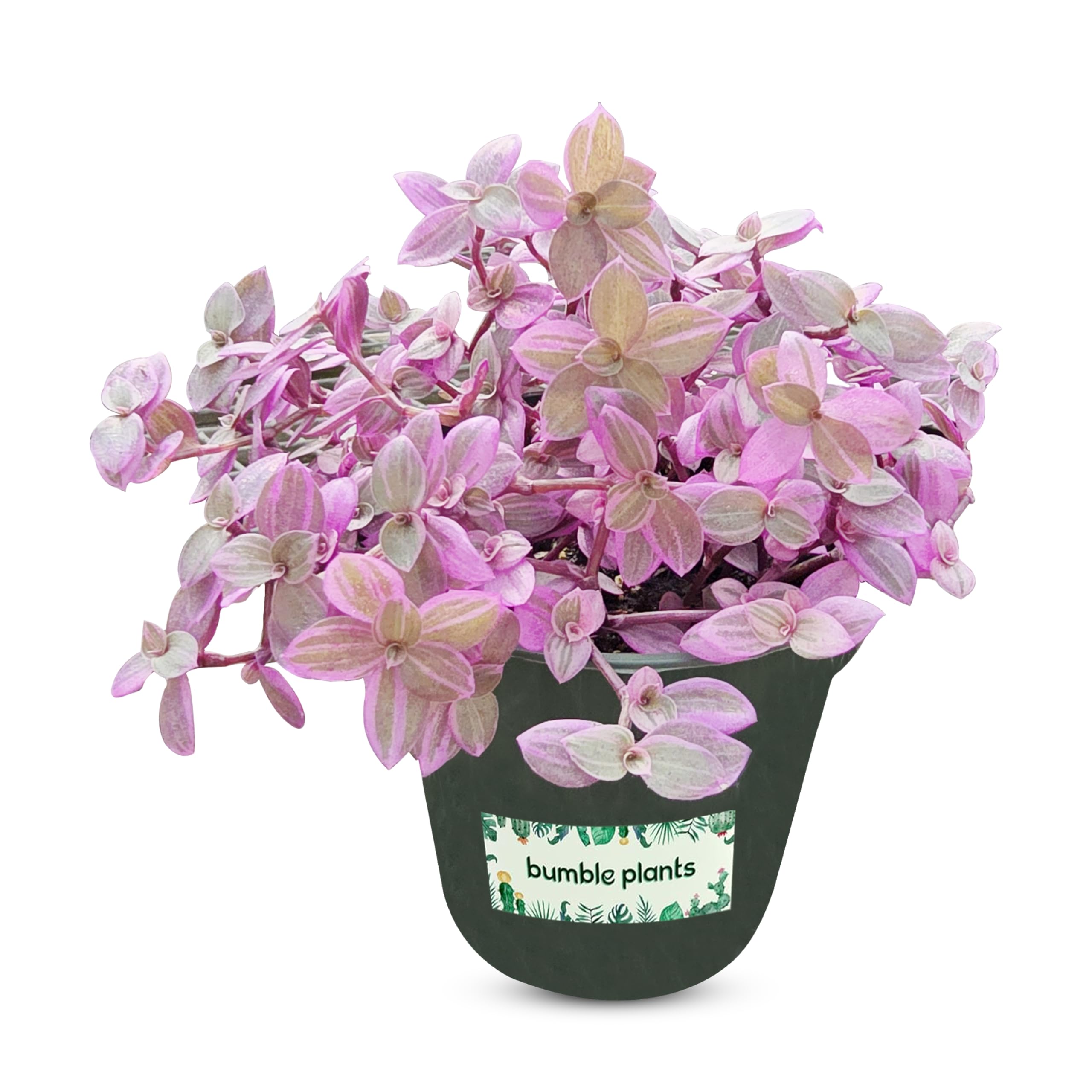 Bumble Plants Callisia Rosato Pink Fairy Lady