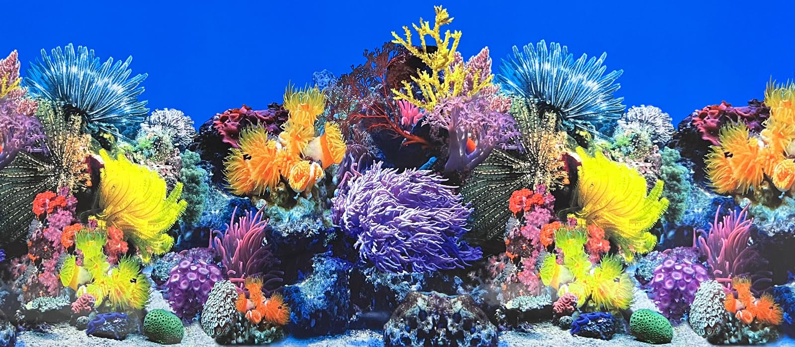 XCNO Fish Tank Background Sea Anemone Coral Theme Aquarium Background Poster Fish Backdrop for Aquarium Wallpaper Double-Sided Fish Tank Sticker Paper