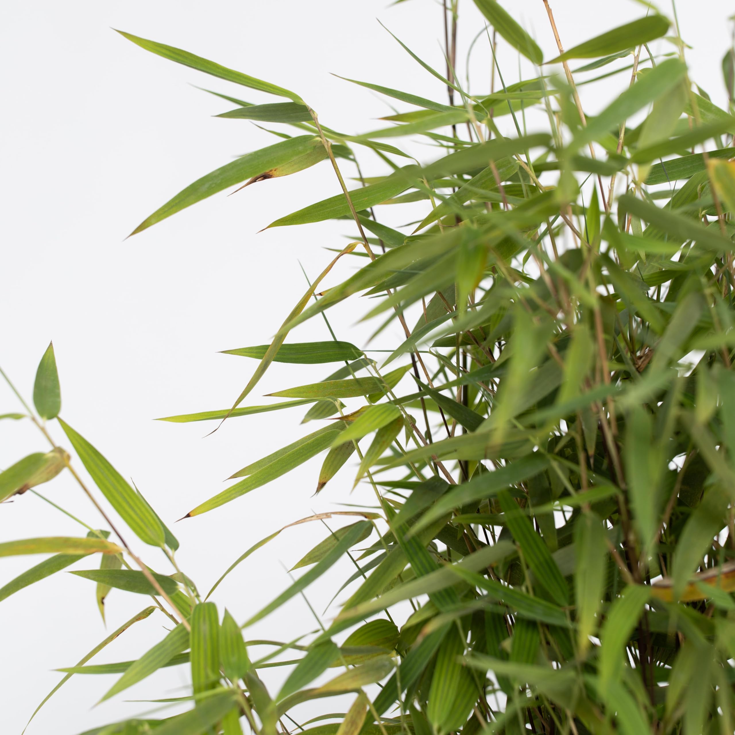 Plant in a Box - Fargesia lśniąca - Fargesia nitida 'Gansu' - Wysokość 60-80cm - Doniczka 17cm - Bambus nieinwazyjny - Zielony