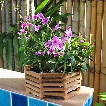 Amazon.com: DESQUIGGLE Set of 3 Strong Teak Wood Octagon Shaped