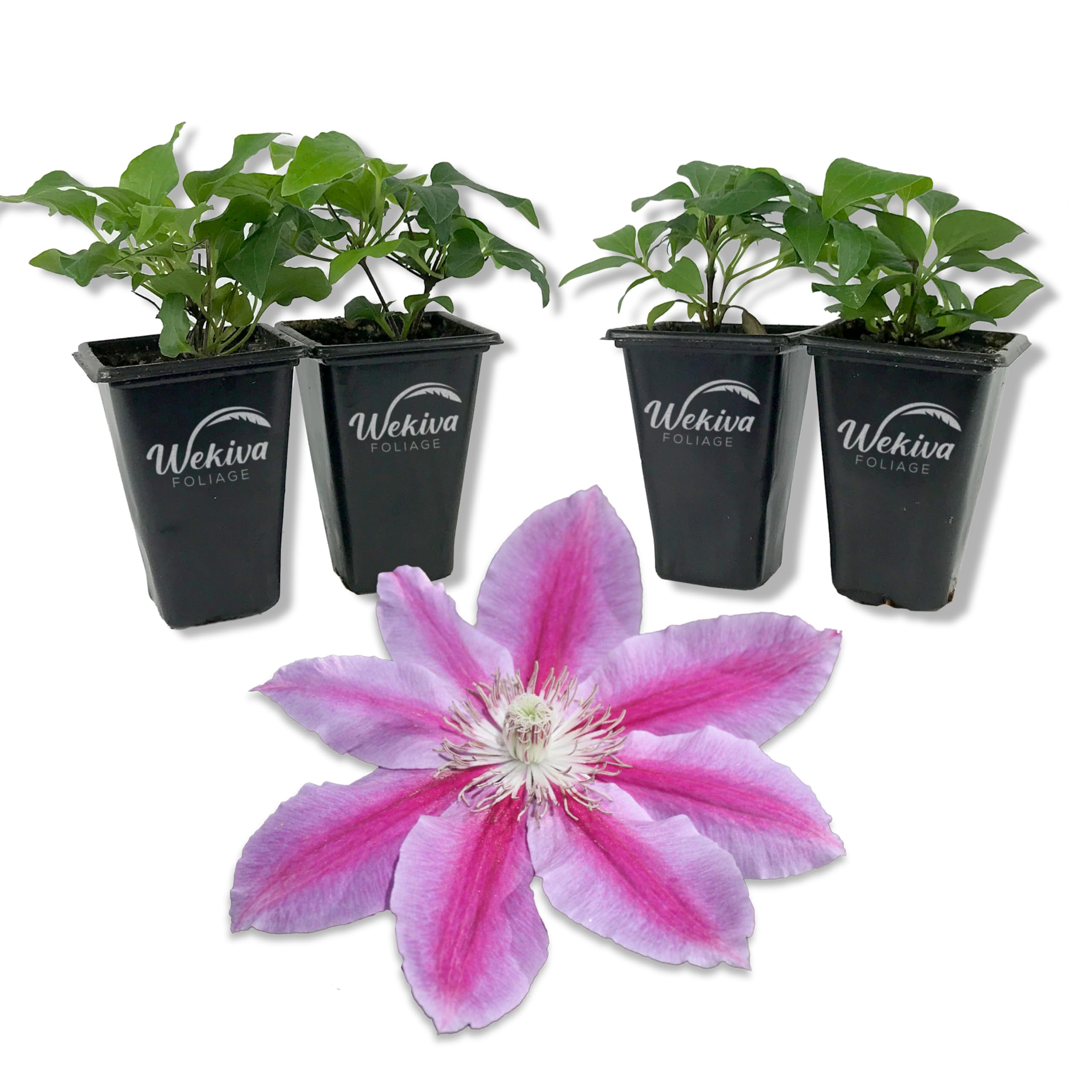 Amazon.com : Clematis Dr. Rupple - 4 Live Starter Plants in 2 Inch