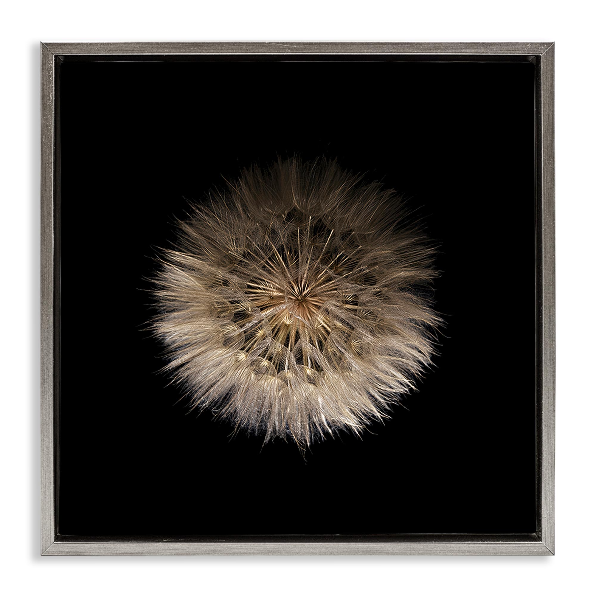 Stupell Industries Luster Gray (Matte) 'Wispy Dandelion On Black'| Floating Frame Canvas Art
