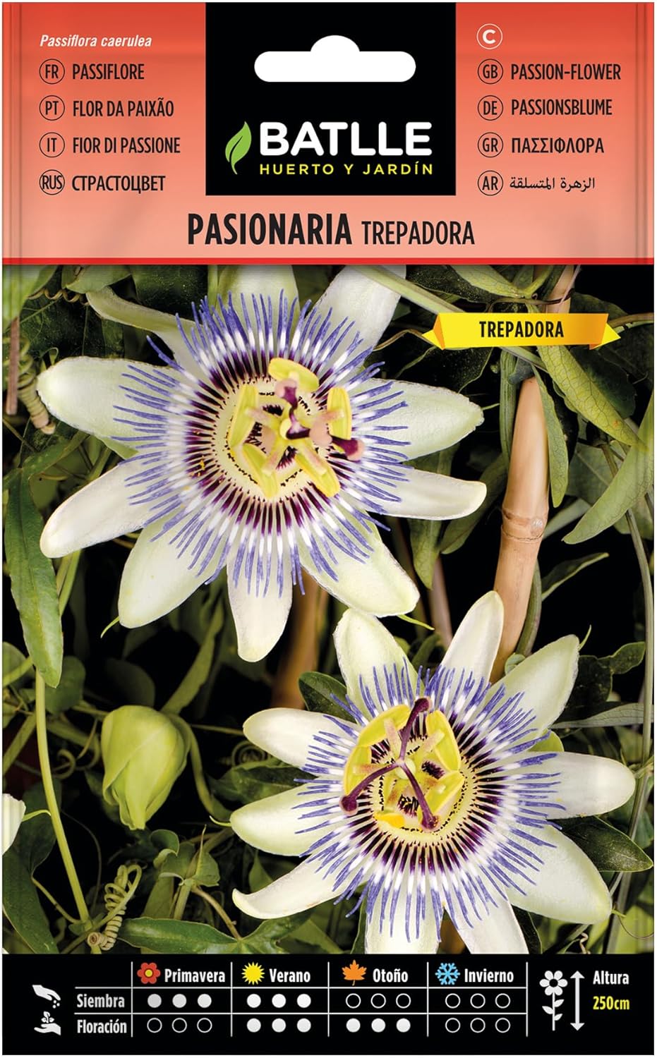 CLIMBING PASSIFLOWER WHITE