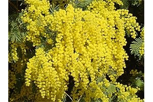 Mimosa Hostilis Root Bark: A Natural Source of DMT and Potential Therapeutic Properties