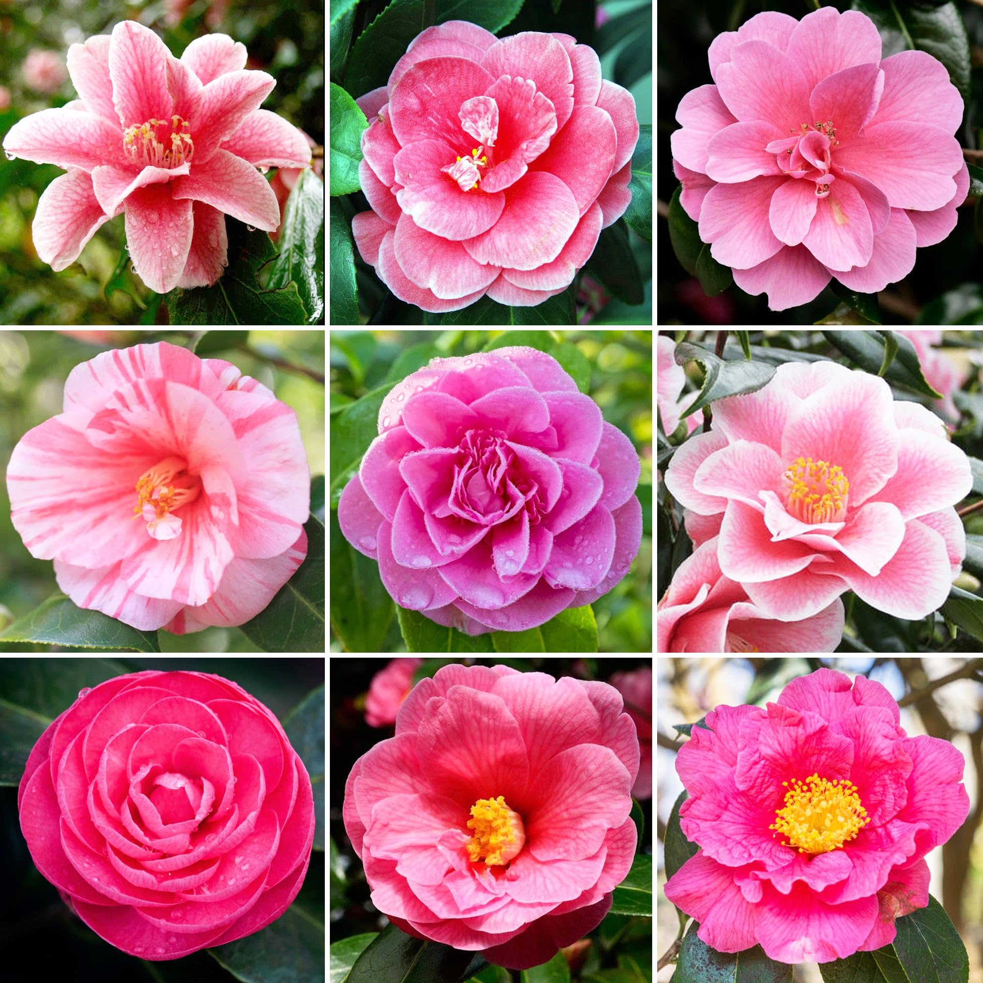 Amazon.com : 20+ Mixed Camellia Seeds for Planting-Camellia Shrub