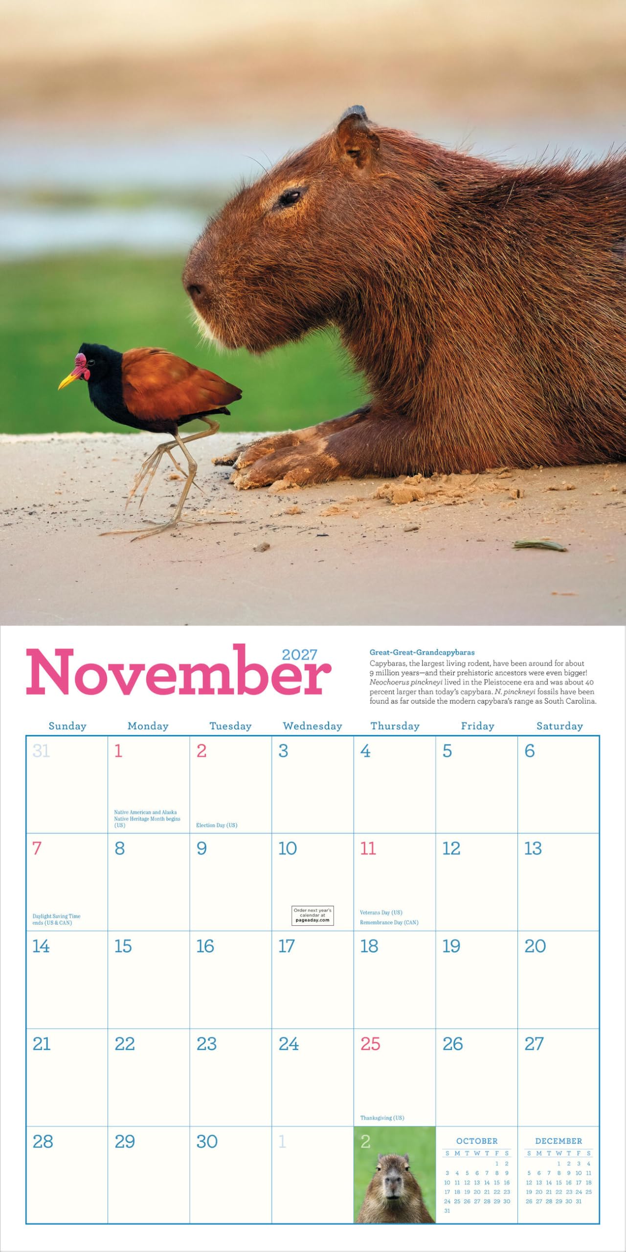 Capybara Wall Calendar 2027: A Happy, Capy Year
