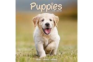 2023 Puppy Calendar Wall, 12x12, Avonside Publishing