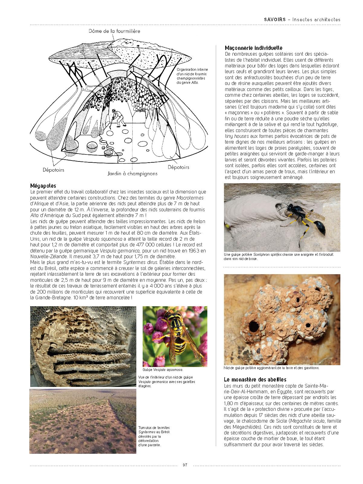Insectes: Tous les savoirs, toutes les histoires, tous les pouvoirs, tous les espoirs…
