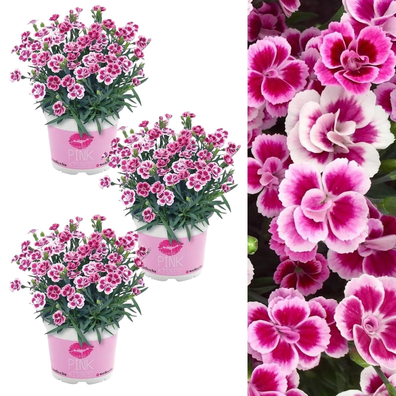 Carbeth Plants Dianthus Pink Kisses x 3 Plants in 12cm Pots