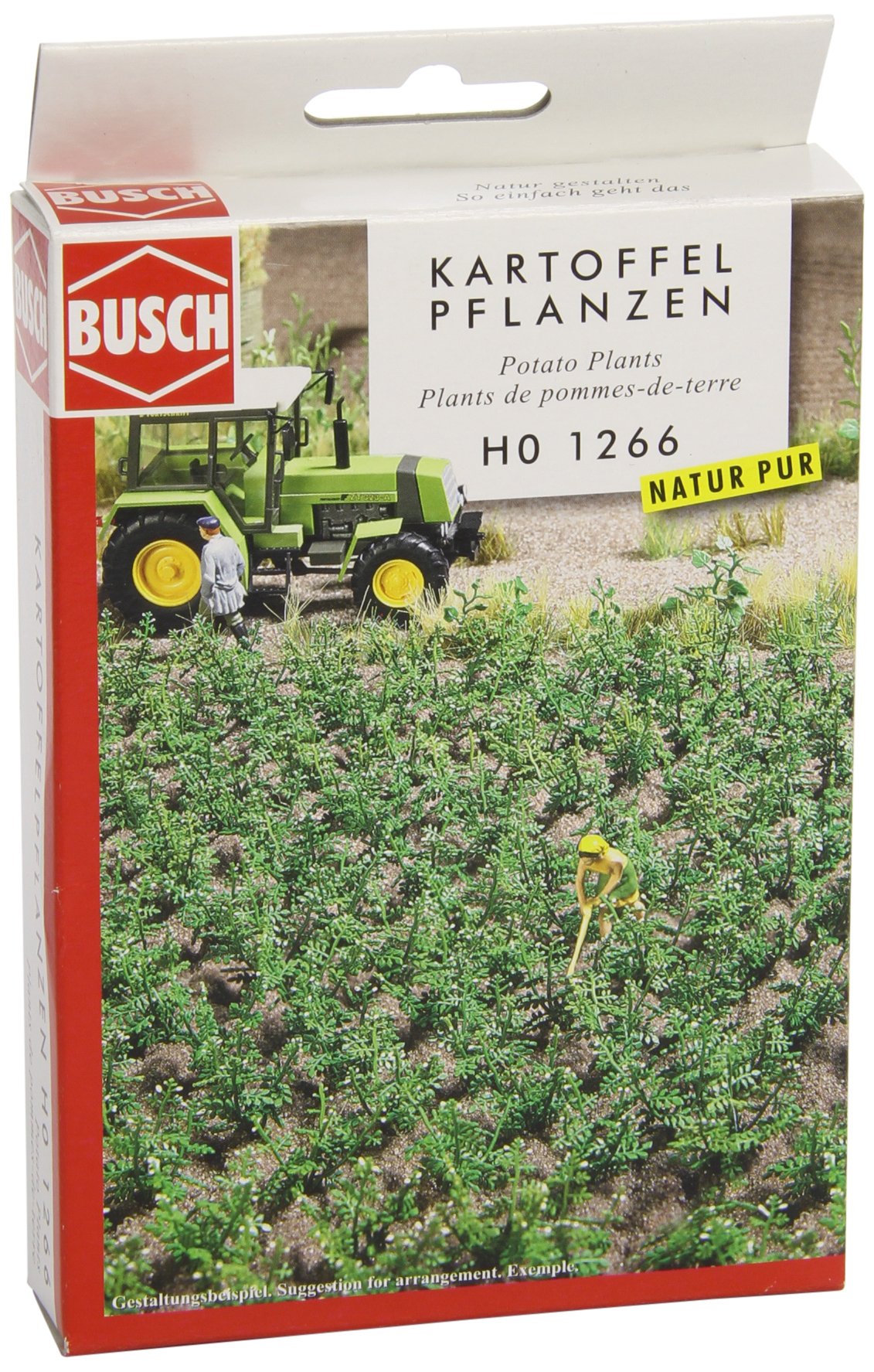 30 Potato Plants