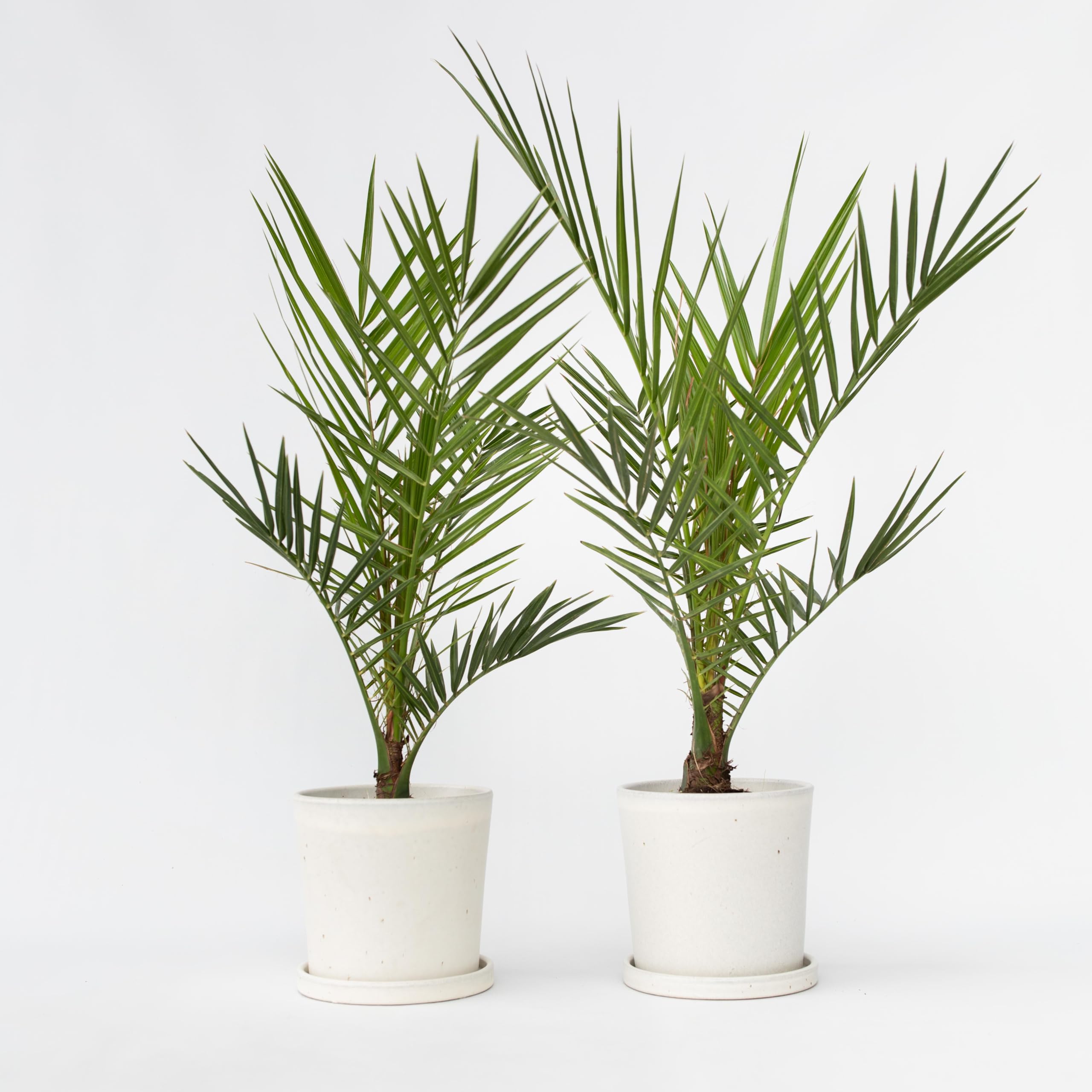 Plant in a Box - Phoenix Canariensis - Set di 2 - Palma Dadel delle Canarie - Vaso 15cm - Altezza 50-60cm