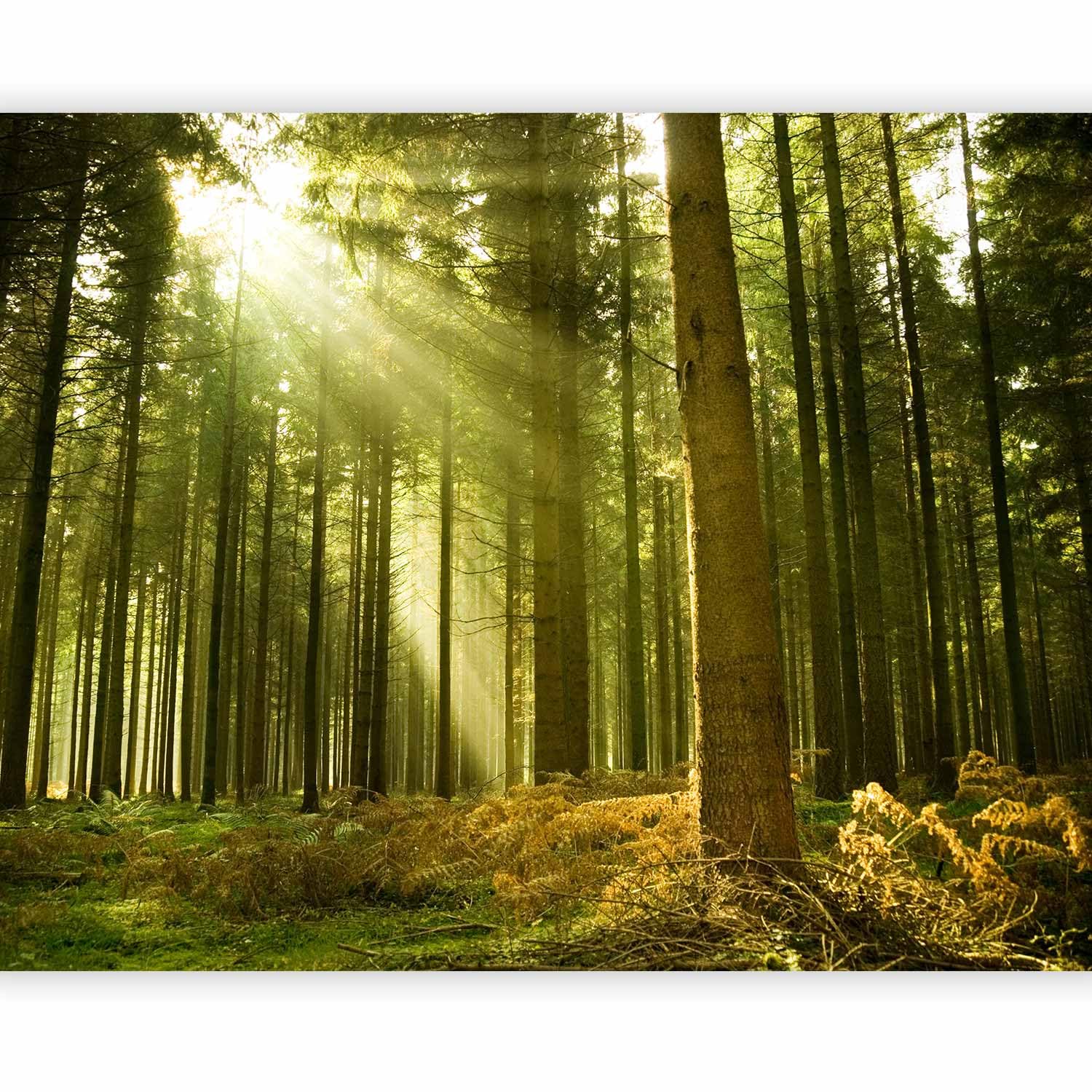 murando - Carta da Parati Moderna per Soggiorno, Foresta, 400x309 cm