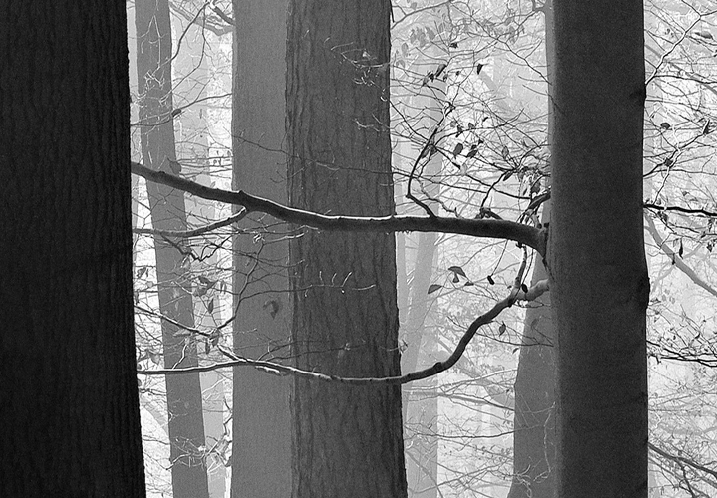 murando Cuadro Acústico Bosque 225x90 cm espuma acústica absorbe el sonido | aislamiento lienzo de 5 piezas Impresión Artística Decoración de Pared Paisaje árbol