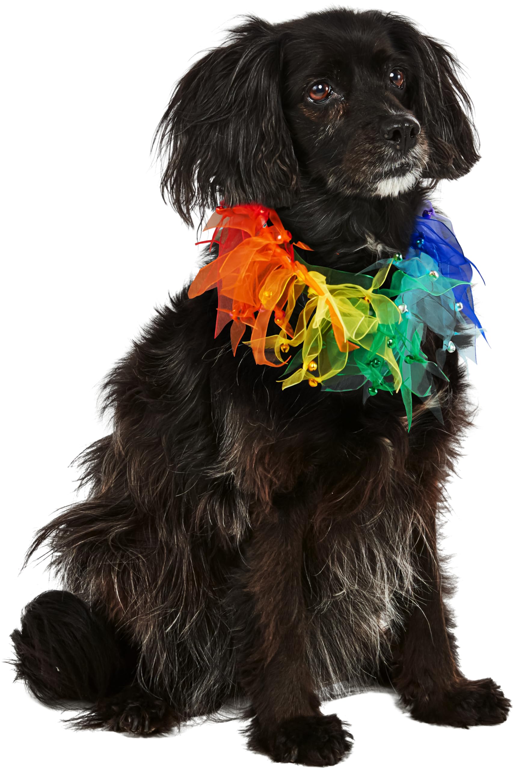 Collier pour animal domestique arc-en-ciel multicolore et réglable