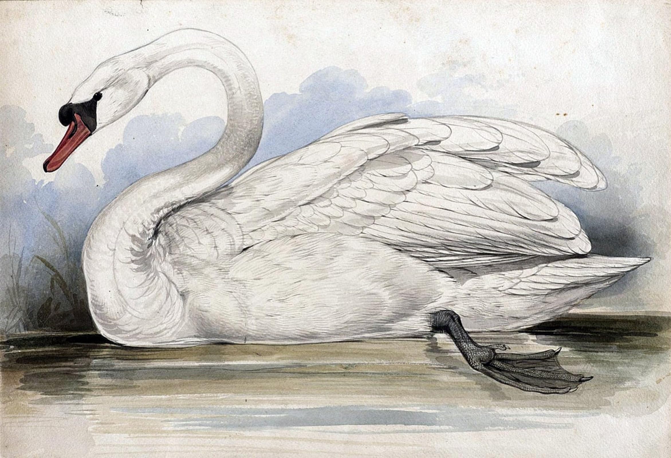 POSTERIIk Famous Modern Artwork Art Mural Swan by Edward Leaars Oil Paintings Pictures for Home Decor 60x90cm