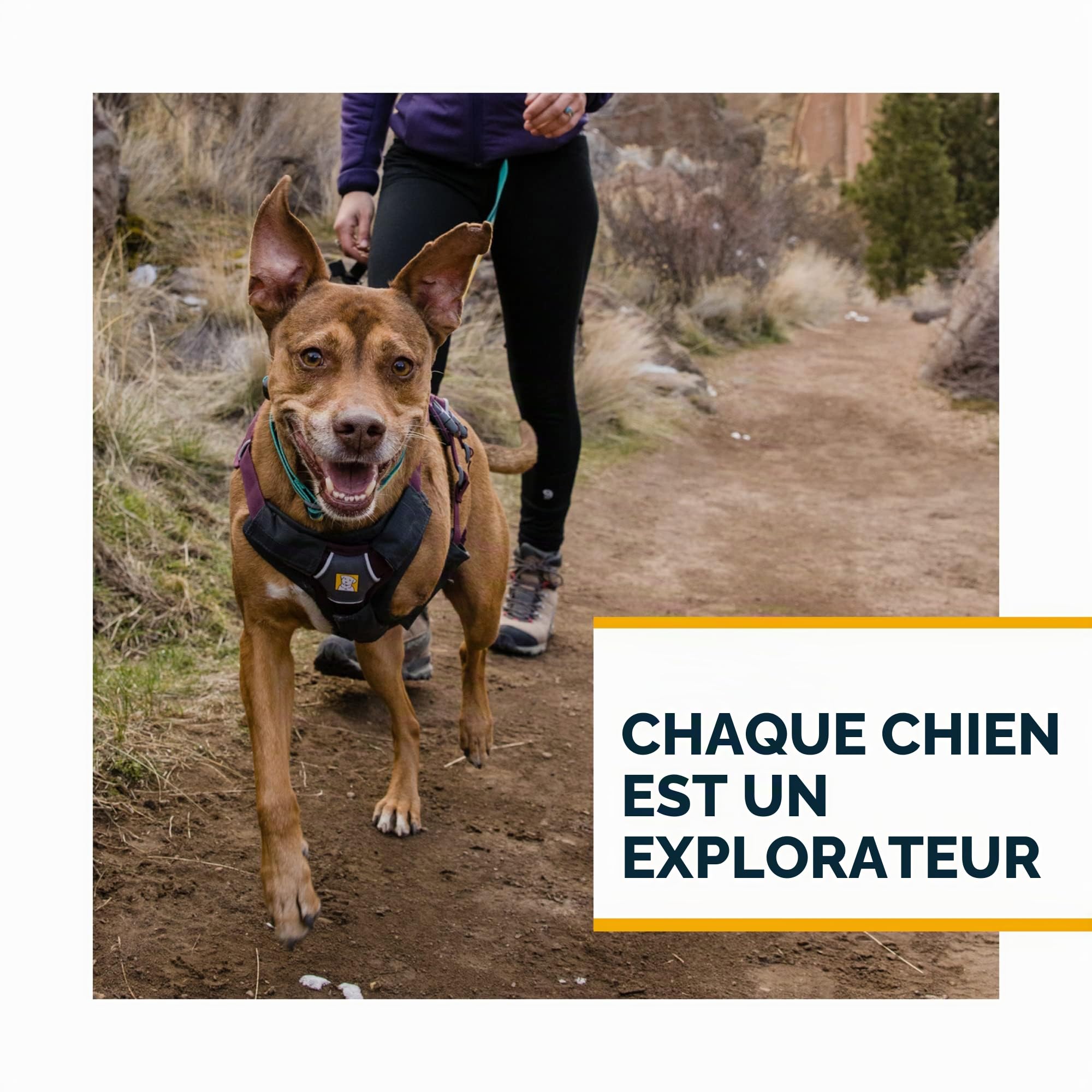 Ruffwear Web Master Harnais pour Chien avec poignée et Boucle améliorée, réglable et léger pour Les promenades et randonnées, Anti-Fuite, sans Traction, Respirant et Confortable, Blaze Orange, L/XL
