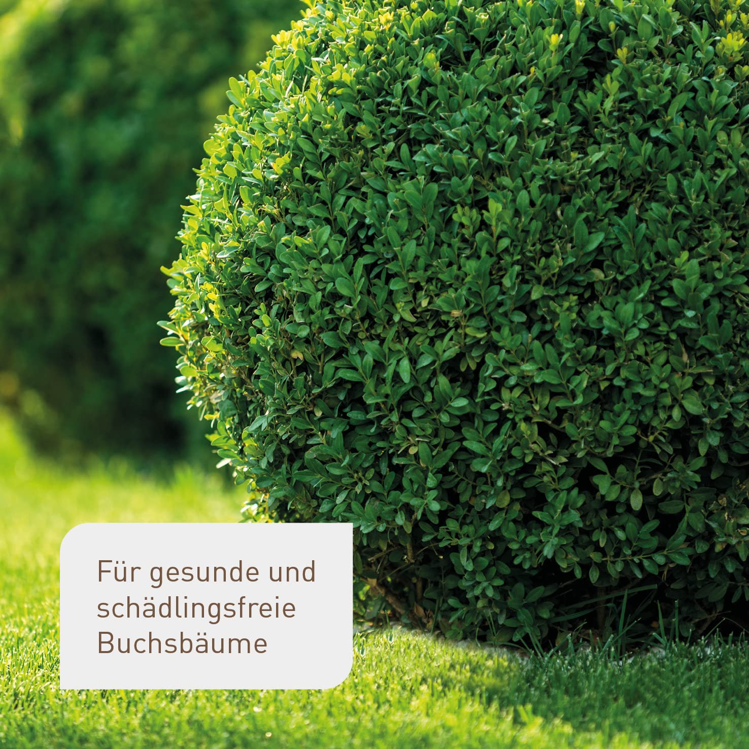 Plantura Zünslerfalle, insektizidfreie Pheromonfalle für Buchsbaumzünsler, 2 Stück