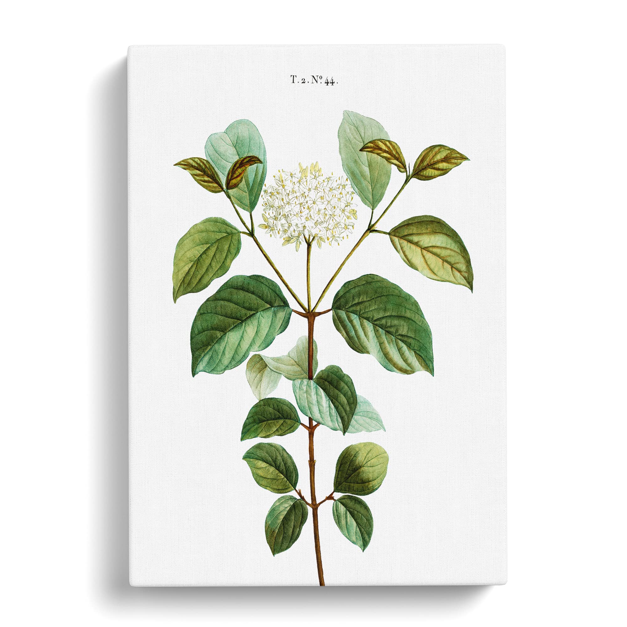 Dogwood Flowers By Pierre Joseph Redoute Canvas Print, Mixed, 25L x 50W cm - Image 2