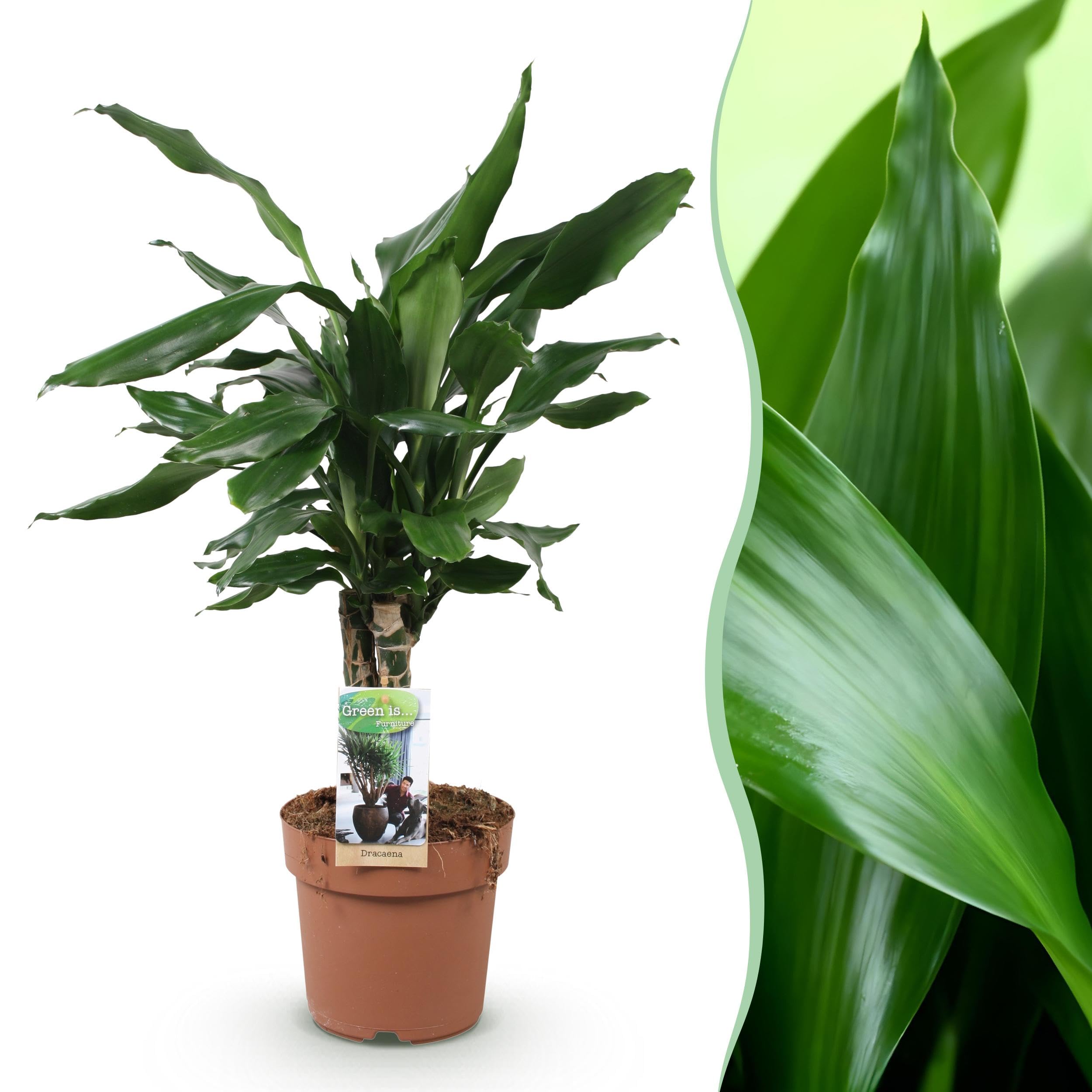 Dracaena fragrans Steudneri - Dragon blood tree - Low maintenance - Green -  50-55 cm - 17cm - Indoor plant - Evergreen : Amazon.nl: Garden