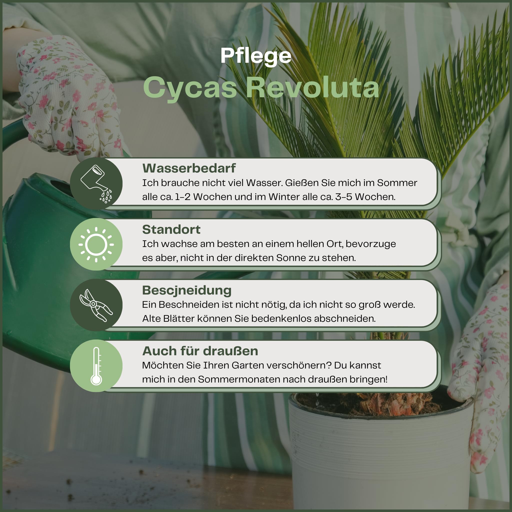 Happy Plants Cycas revoluta Palmvaren I 45 cm x ⌀ 12 cm, kamerplanten Palmen het hele jaar door, kamerpalm Kuipplant Potplant Groene plant echte palm, vers uit onze kwekerij (1 stuk