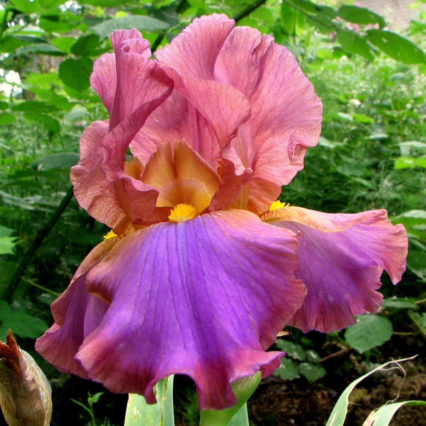 10 Supreme Bearded Iris Mix, Roots, Bulbs, Plants, Incredible Reblooming Irises Nice Addition to Any Garden