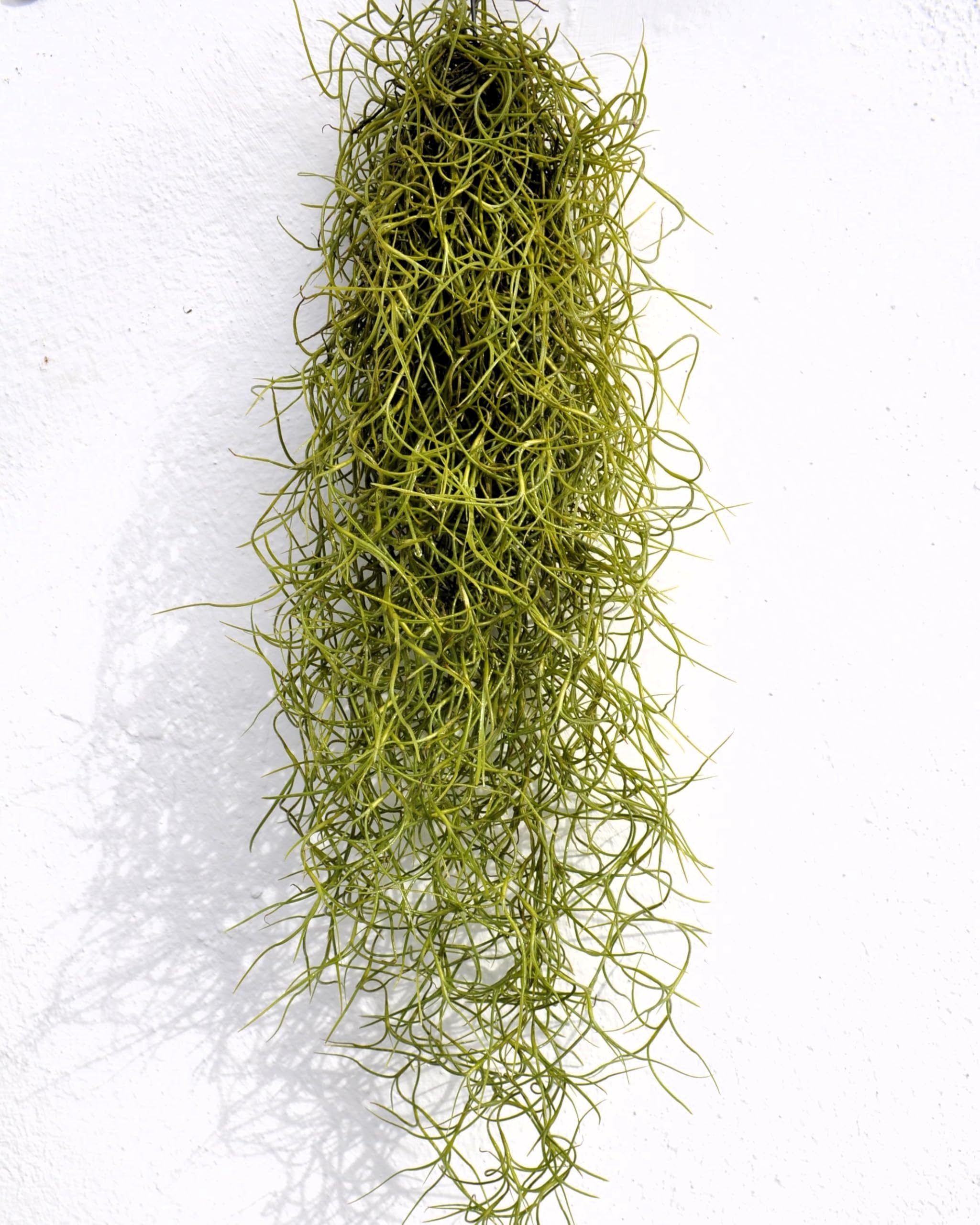 Tillandsia usneoides, Curiosarium, Barba de Viejo, Musgo Español, Planta del Aire, Planta Exótica, Verde Grisáceo, Interior/Exterior, Sin Sustrato, Colgante Decorativa, Longitud 50 cm, Diámetro 15 cm.