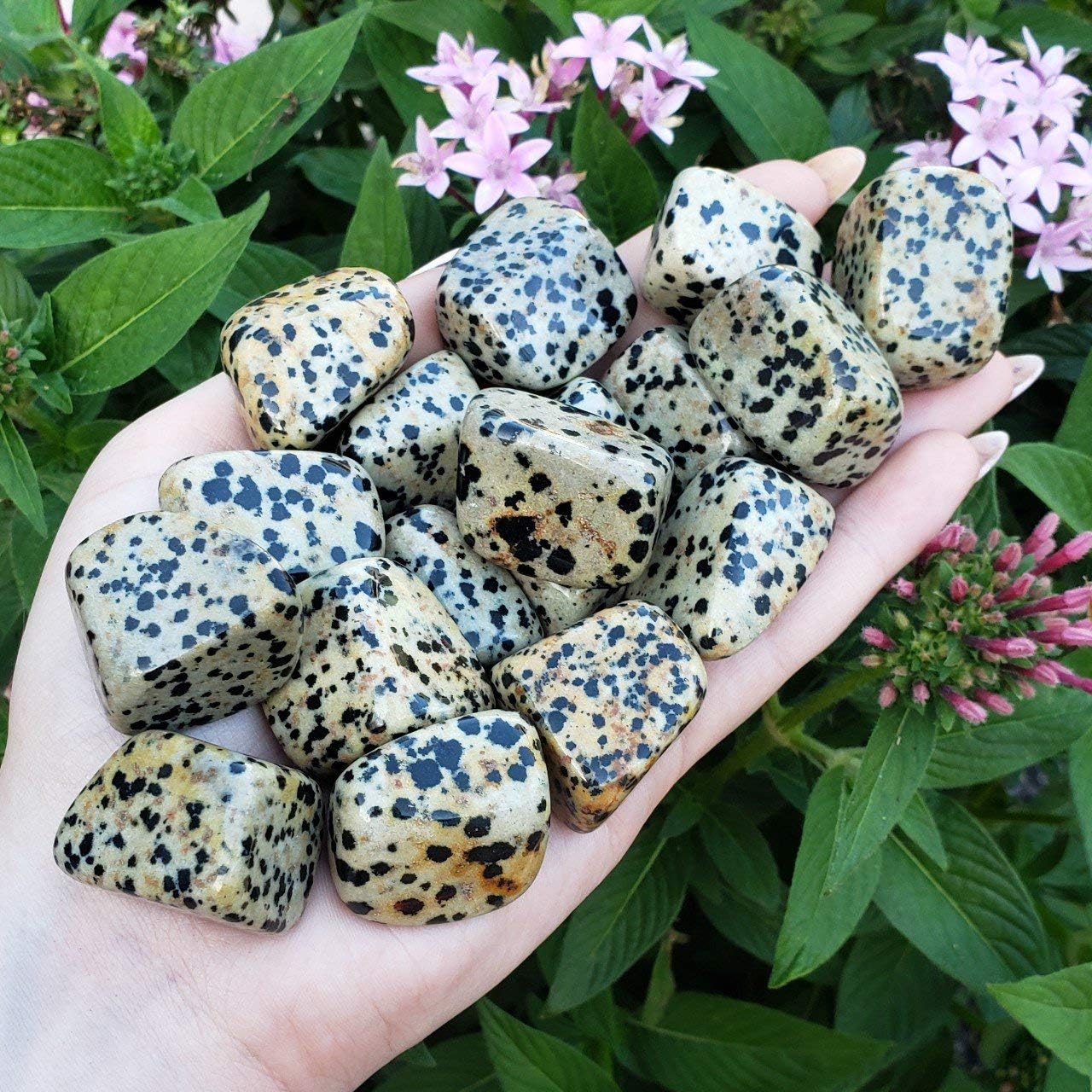 Sublime Gifts - Dalmation Jasper from Mexico A Grade Tumbled & Hand Polished Crystal Healing Natural Gemstones - 2pc Set