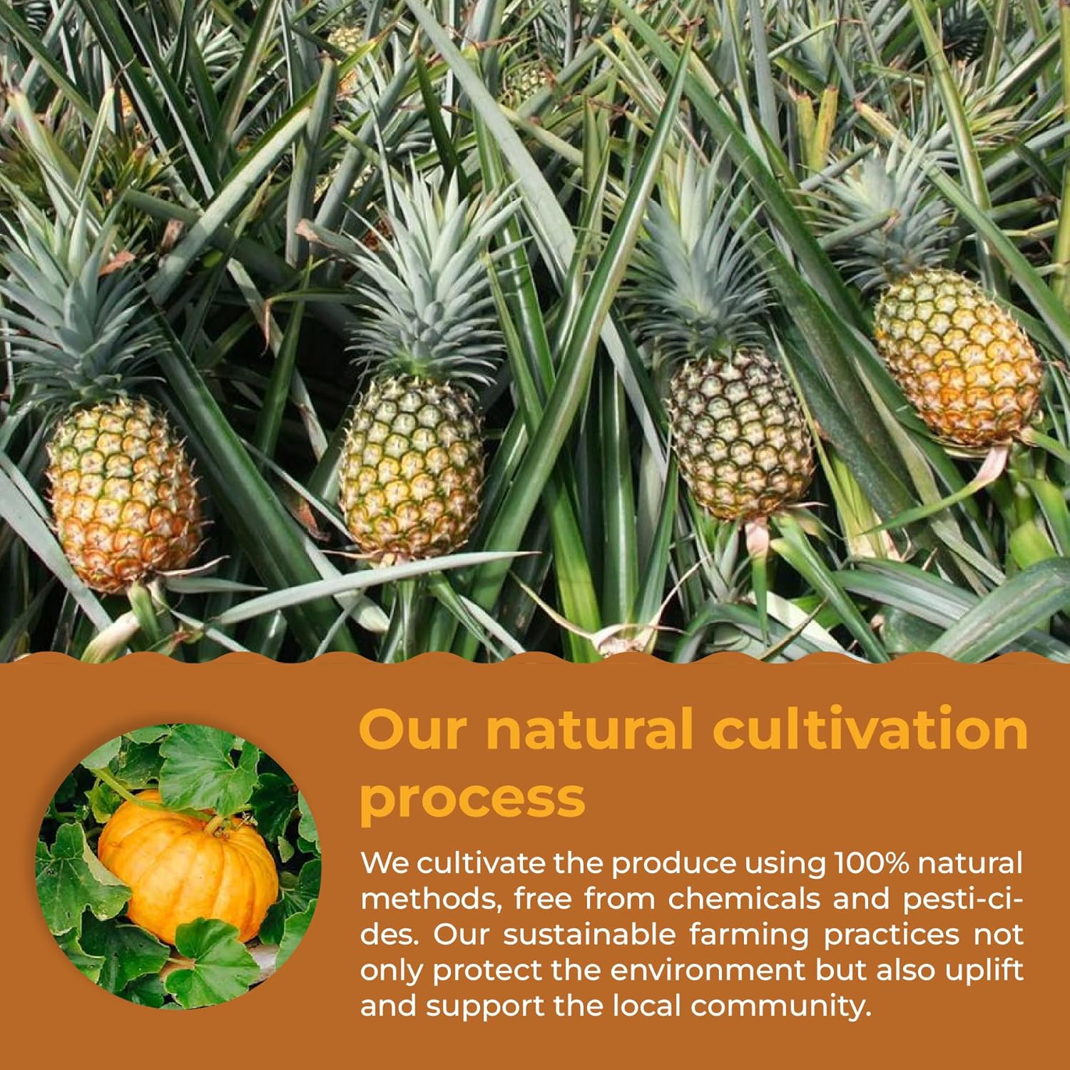 eHerbal Superfood Freeze-Dried Powder | Plant-Based Drink Mix with Natural Fruits & Veggies | Digestive, Energy & Fiber Support | 15 Packs Each | Vegan, Non-GMO, No Additives (Box, e-Yellows)