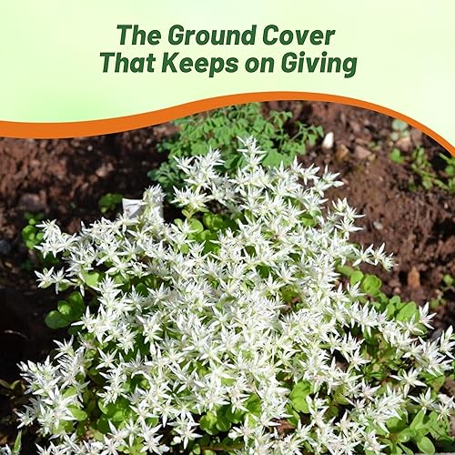 Vista 6 de Outsidepride Oktoberfest Semillas Sedum - 1000 semillas perennes de cobertura del suelo para plantar, plantas suculentas resistentes al frío