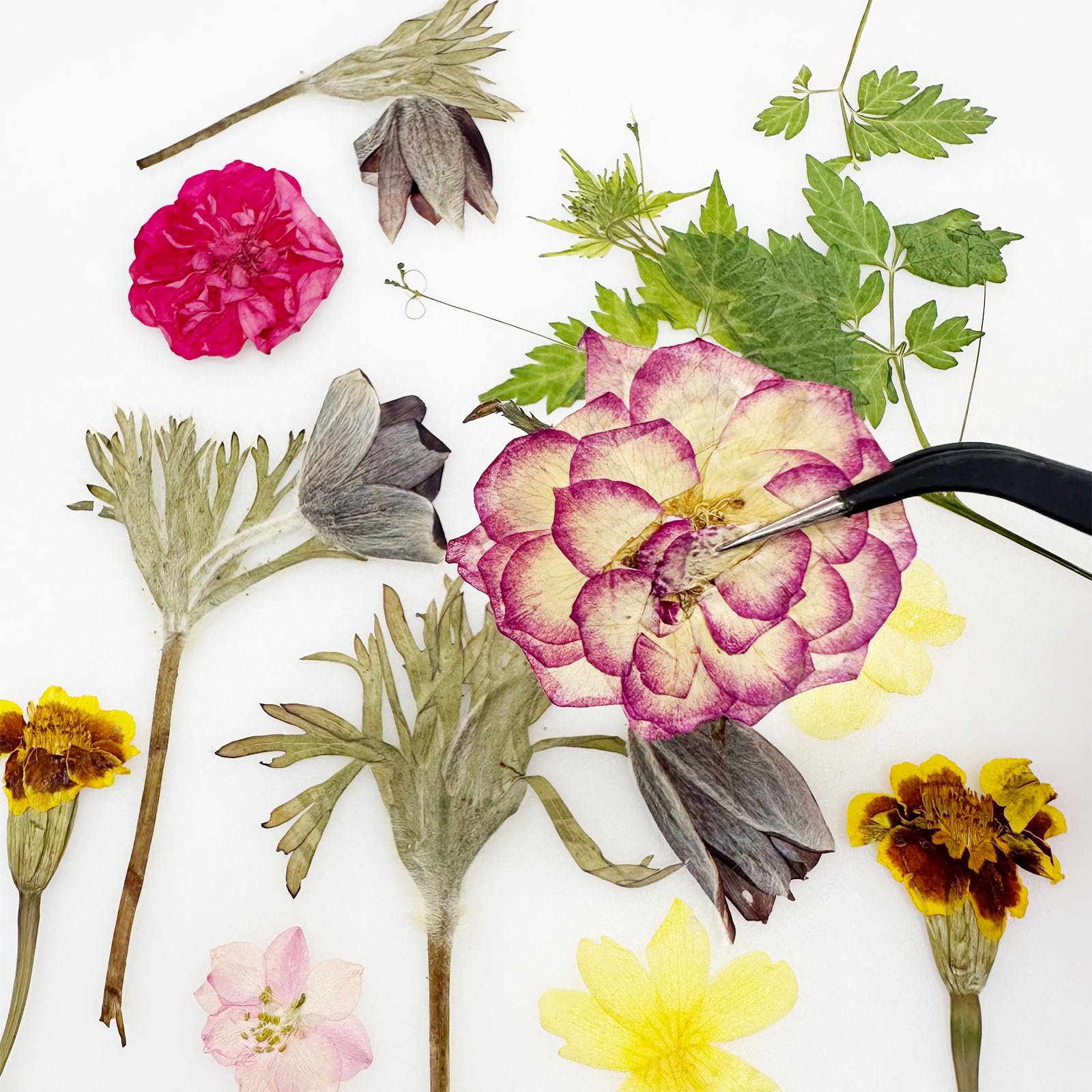 Cayway 82 PCS Natural Dried Pressed Flowers Leaves Glitter And Accessories Kit With Tweezers, Scissors For DIY Candle Resin Jewelry Nail Pendant Crafts Art Floral Decoration