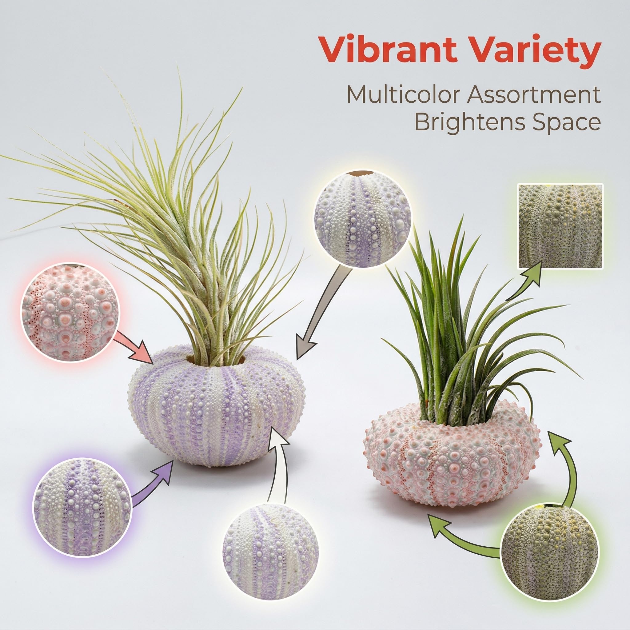 Amazon.com: OPPWONG Sea Urchin Shells for Air Plants, 5 Pack Mini Sea  Urchin Shell Air Plant Holders Air Plant Holder Airplants Decorative  Hanging Air Plant Pot for Garden Beach Theme Party Decors :