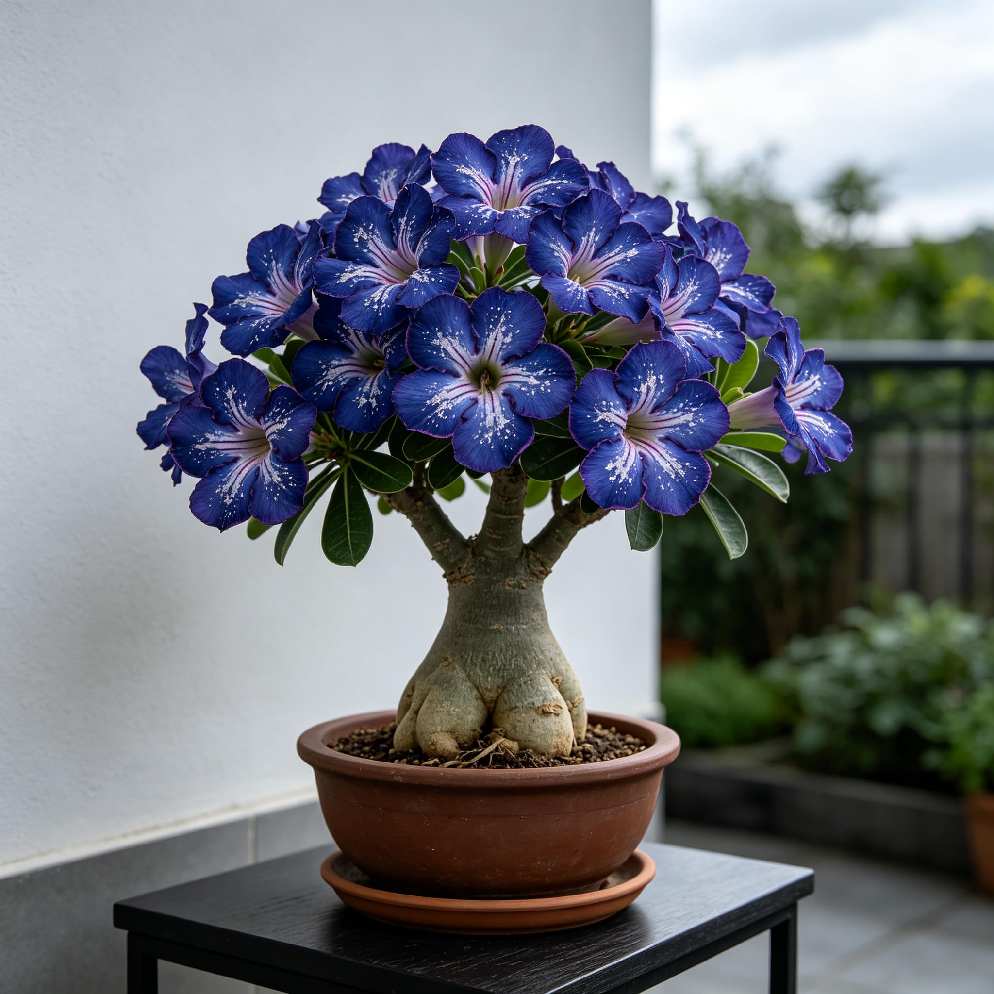 Rare Desert Rose Seeds- Professional Planting for Stunning Garden Displays-30pcs-A