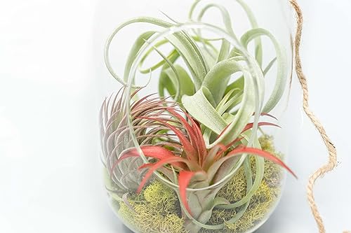 Miniatura 2 de Air Plant Shop Terrario de cápsulas con musgo y plantas de aire Tillandsia - Venta al por mayor y a granel - Suculentas - Tillandsia viva - Plantas