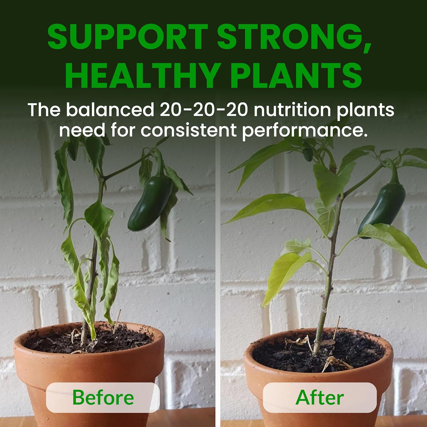 Humboldts Secret Everything Growing 20-20-20 Fertilizer | All Purpose Water Soluble Plant Food | Balanced NPK with Norwegian Kelp | for Lawns Gardens, Vegetables, Flowers & Indoor Plants | 10 lb