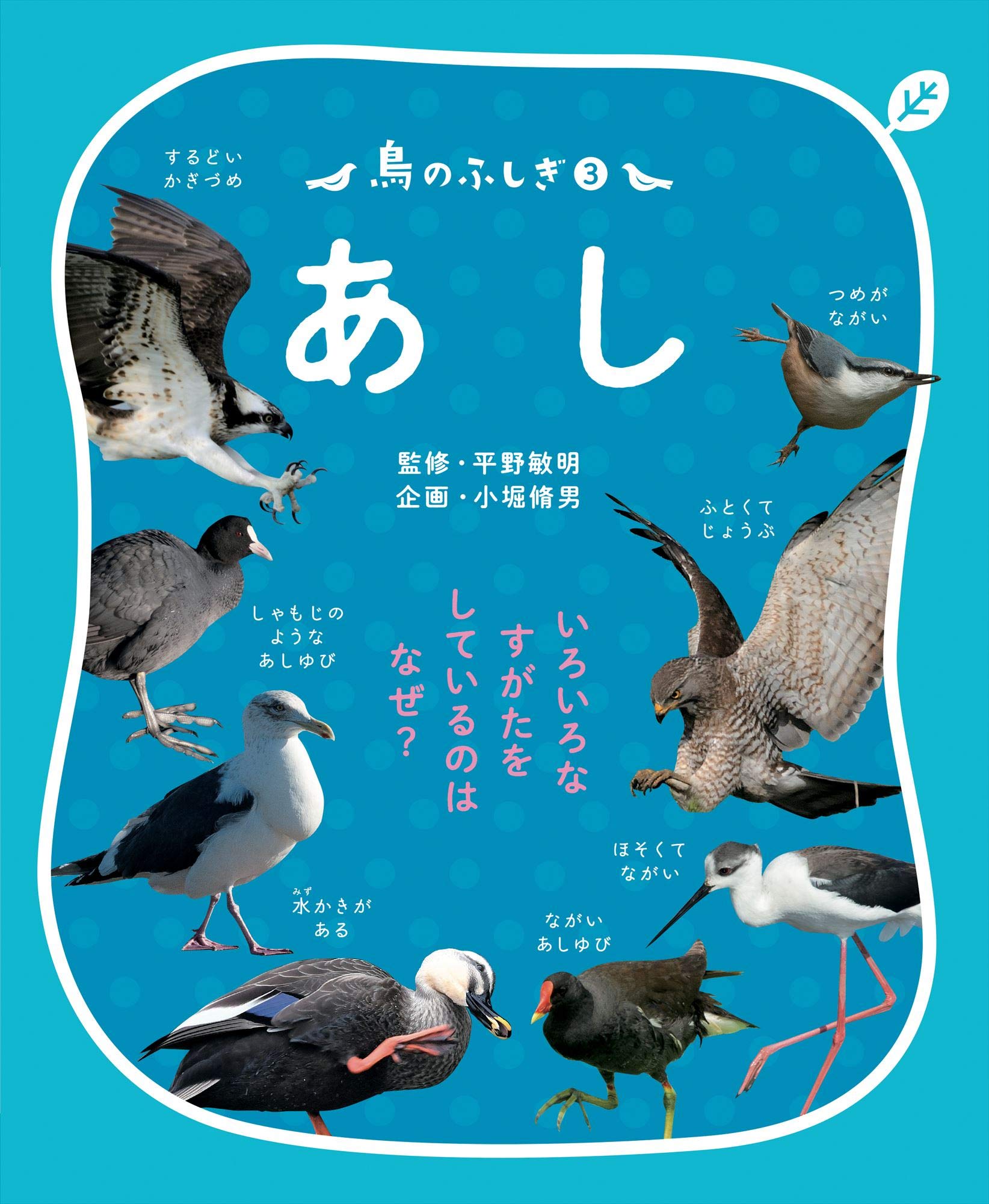 鳥のふしぎ3 あし: いろいろなすがたをしているのは なぜ