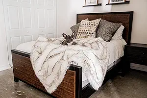 The 10 Best Couches For Dogs of 2025 11 81iEcQo8dSL. AC SY300 SX300 QL70 FMwebp